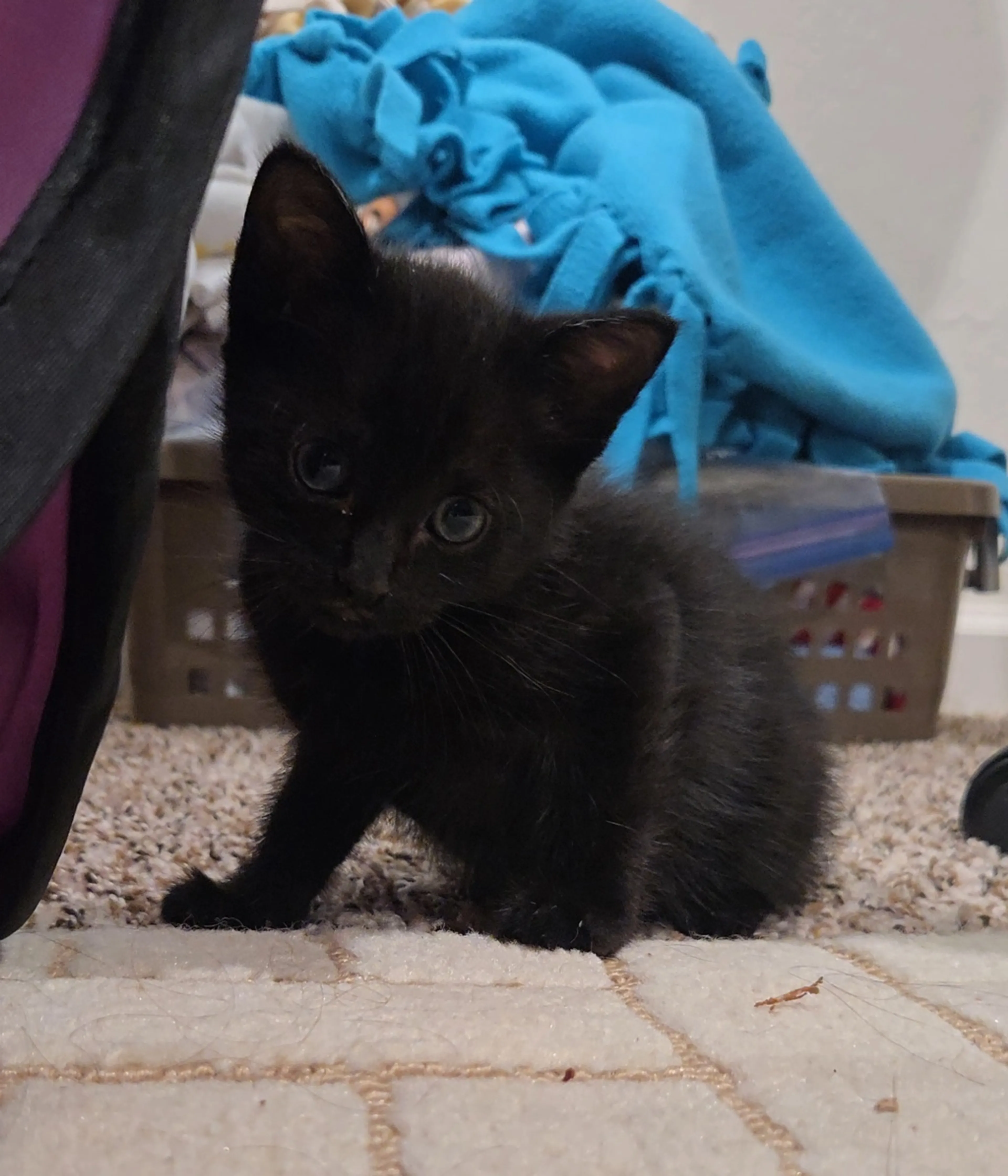 Found pet-1