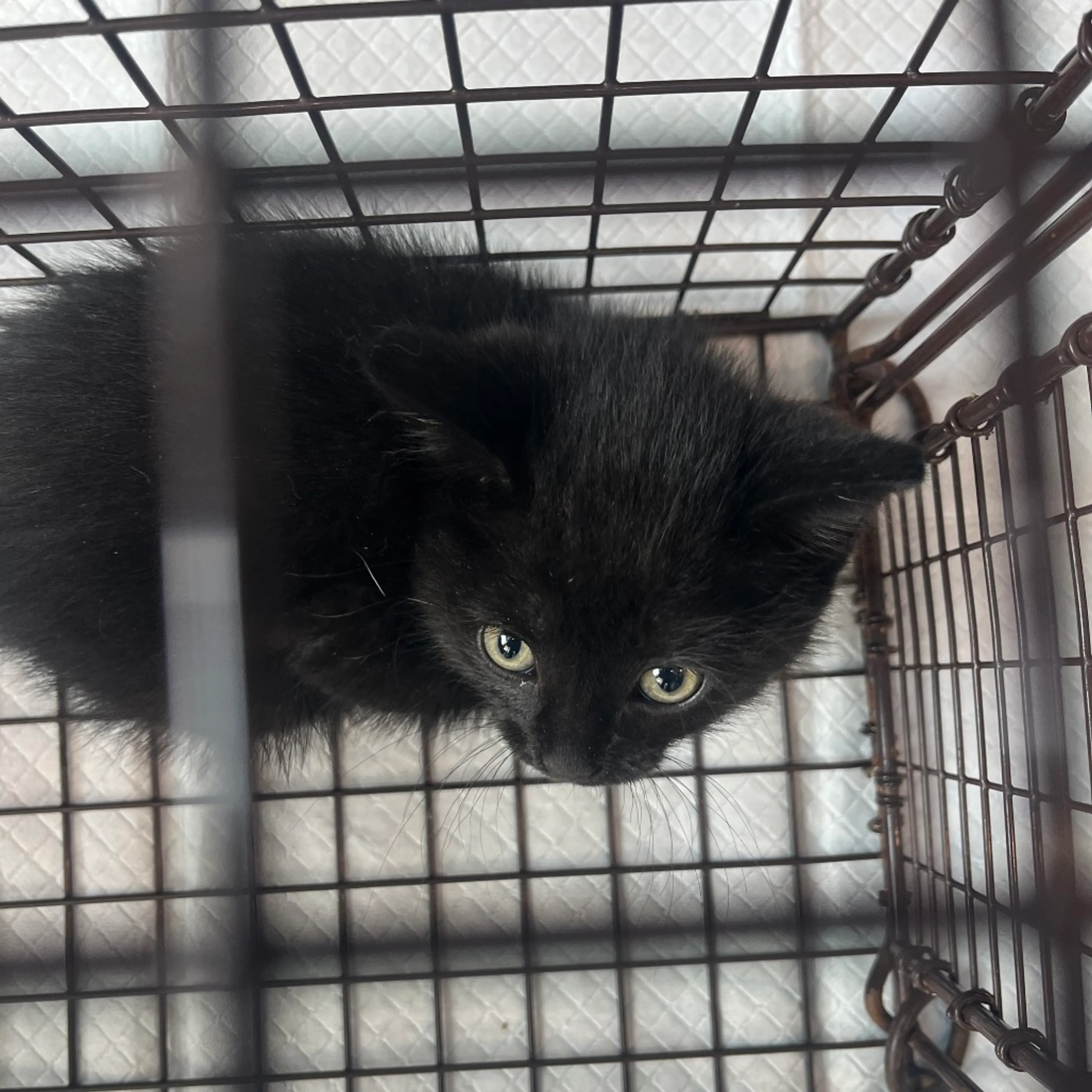 Found pet-1
