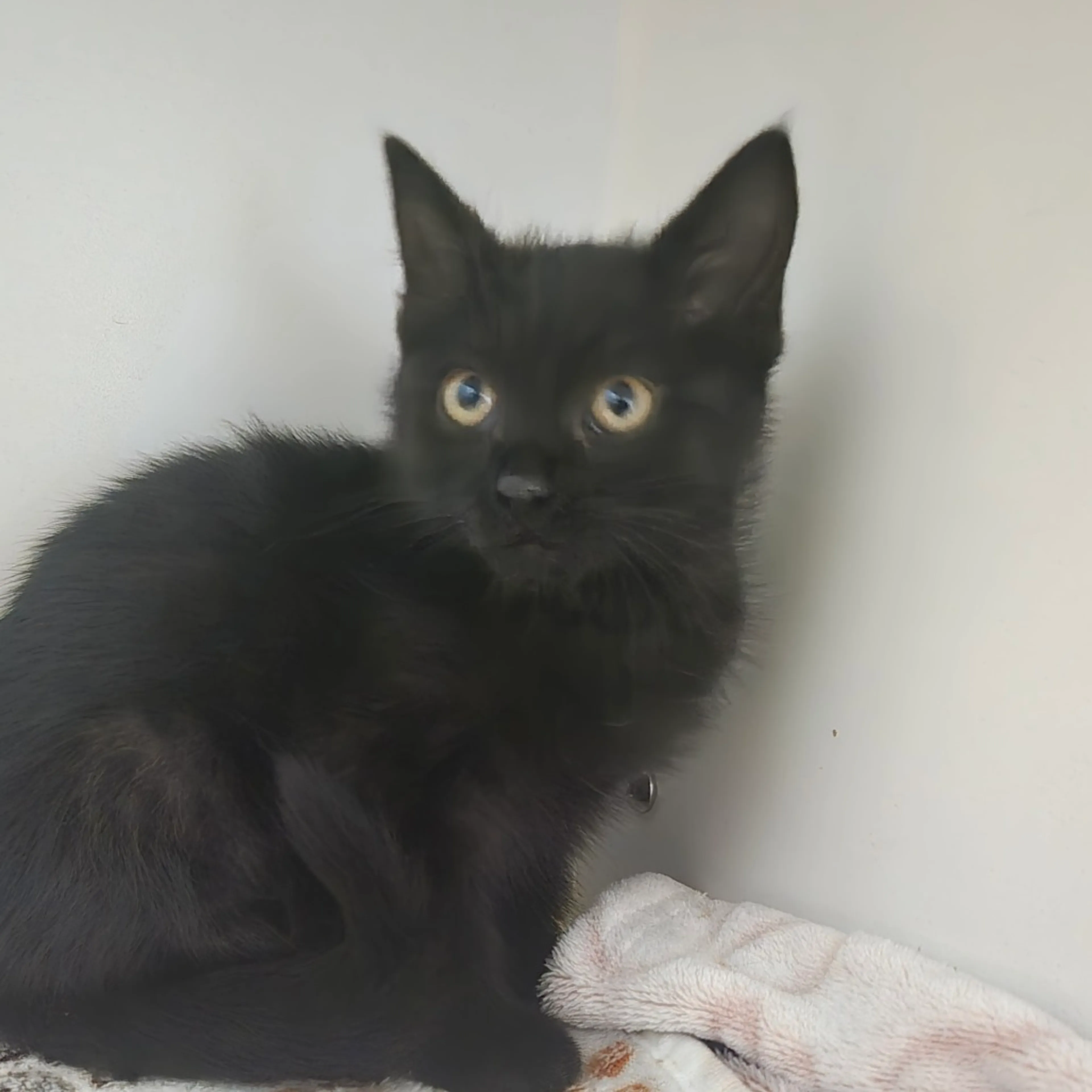 Found pet-2