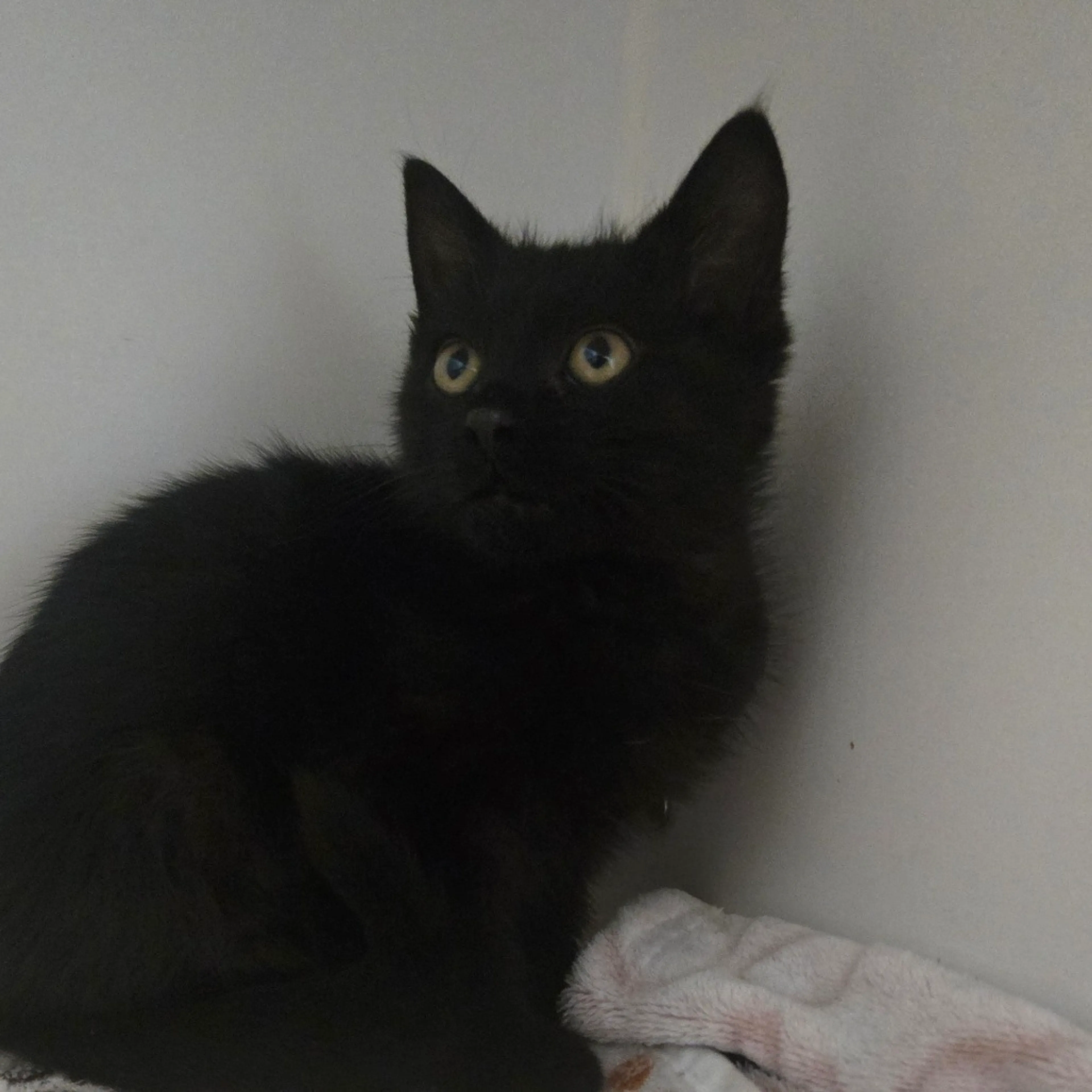 Found pet-3