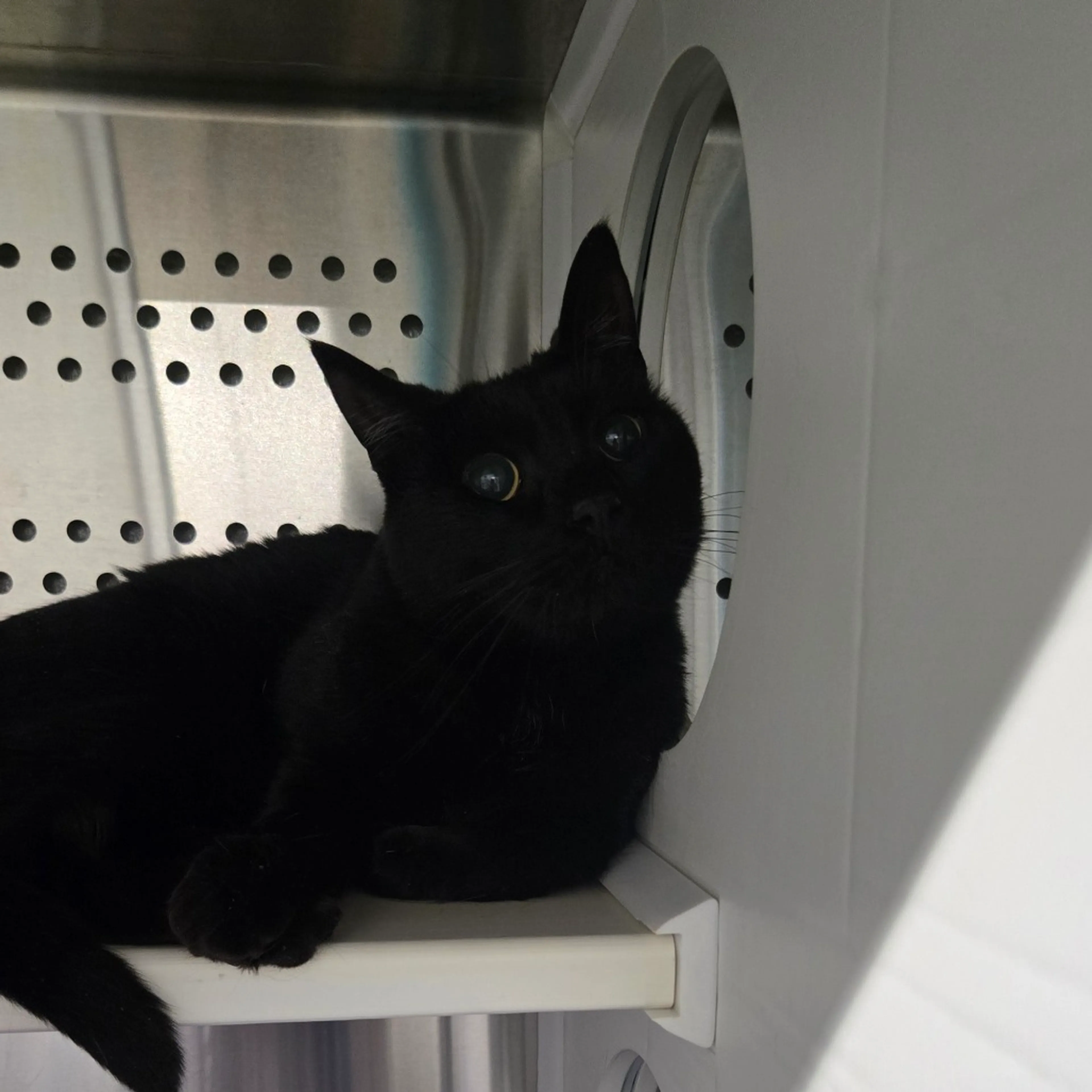 Found pet-1