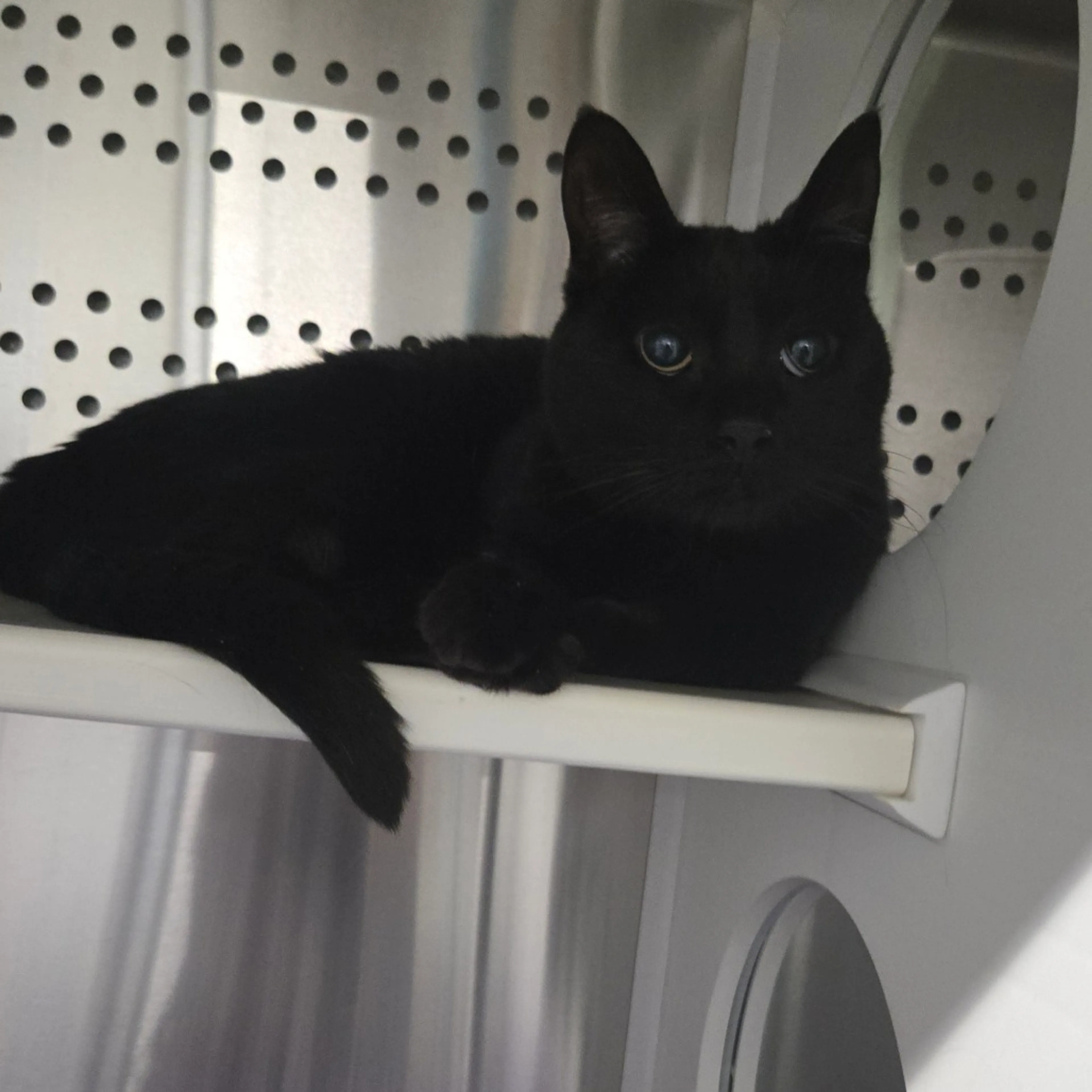 Found pet-0
