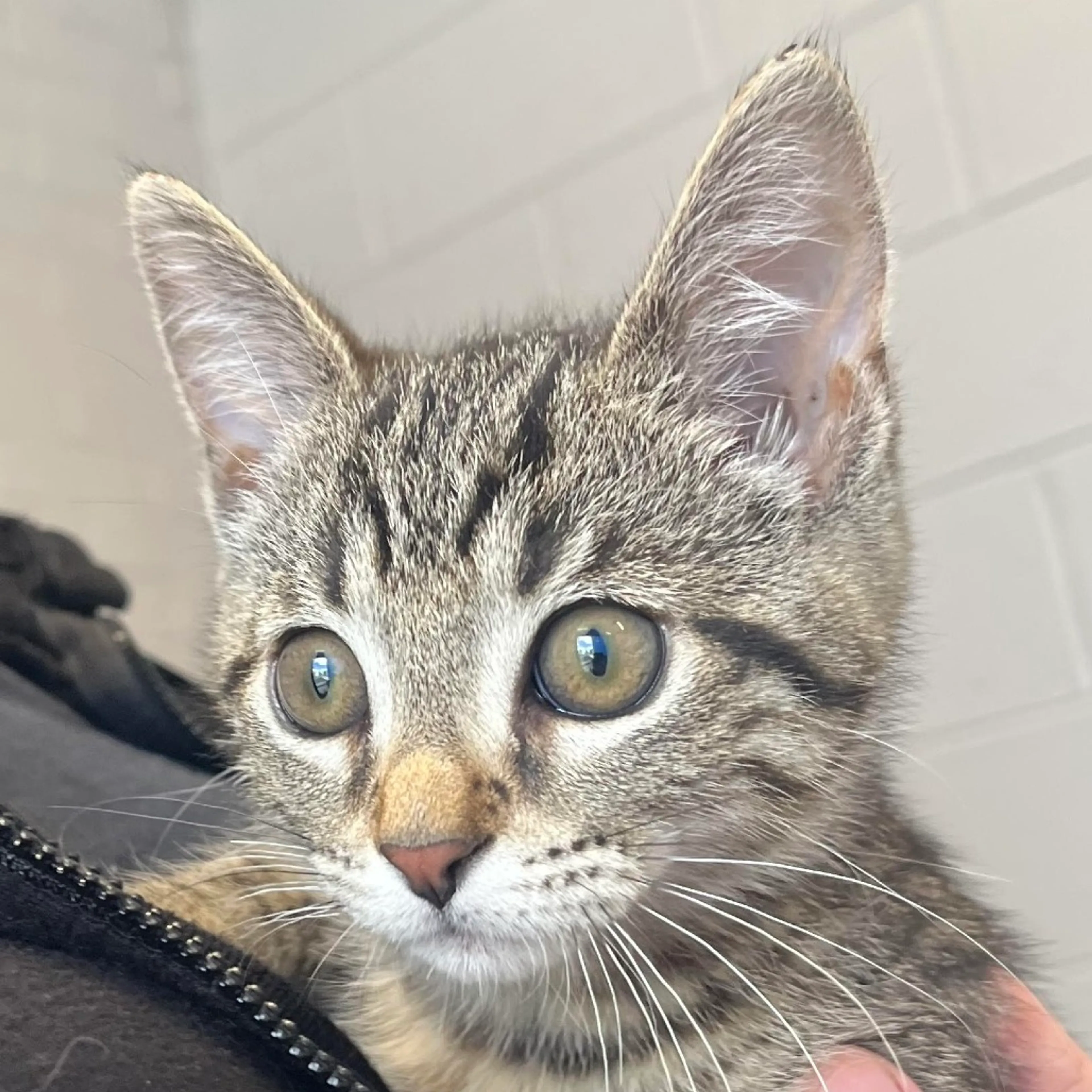 Found pet