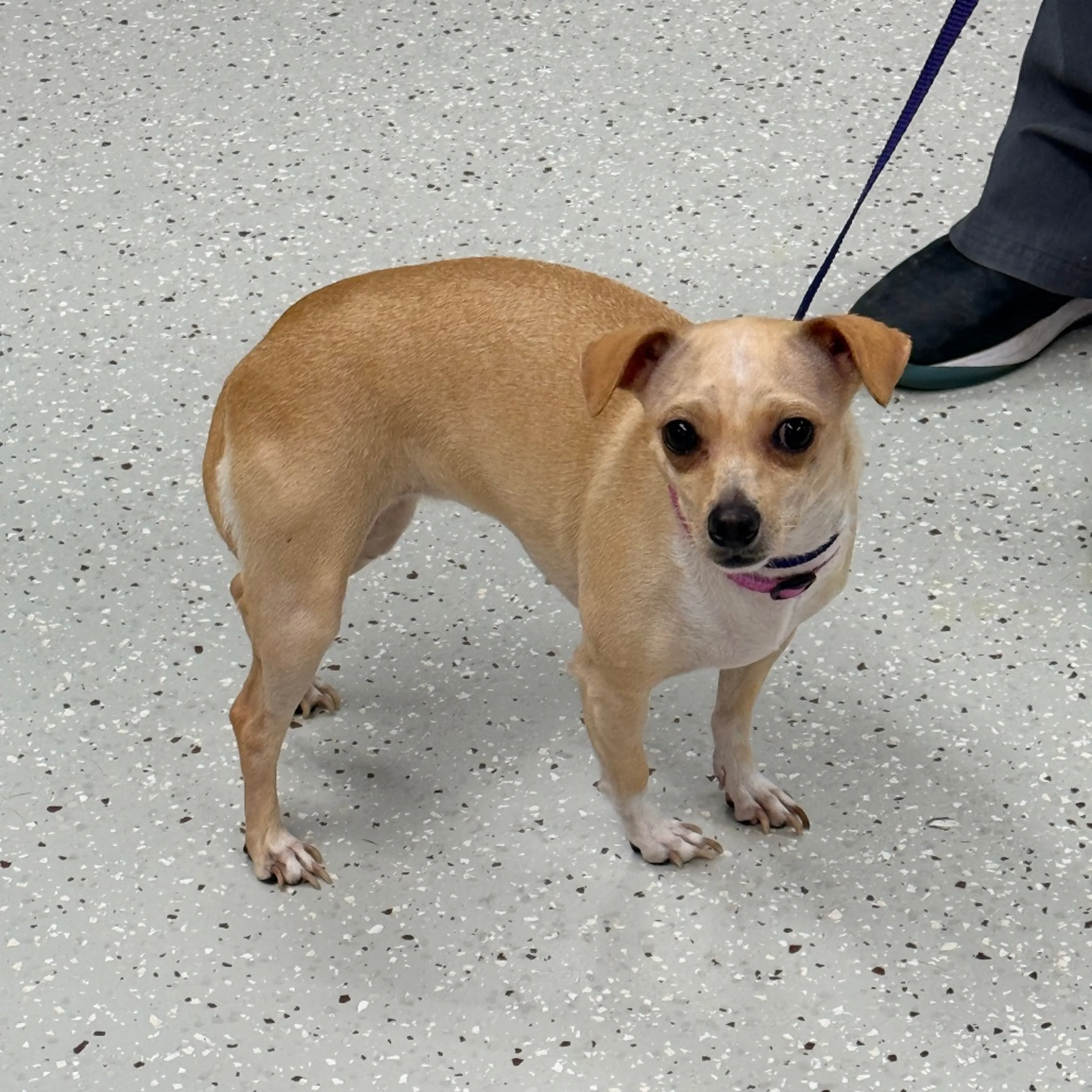 Found pet