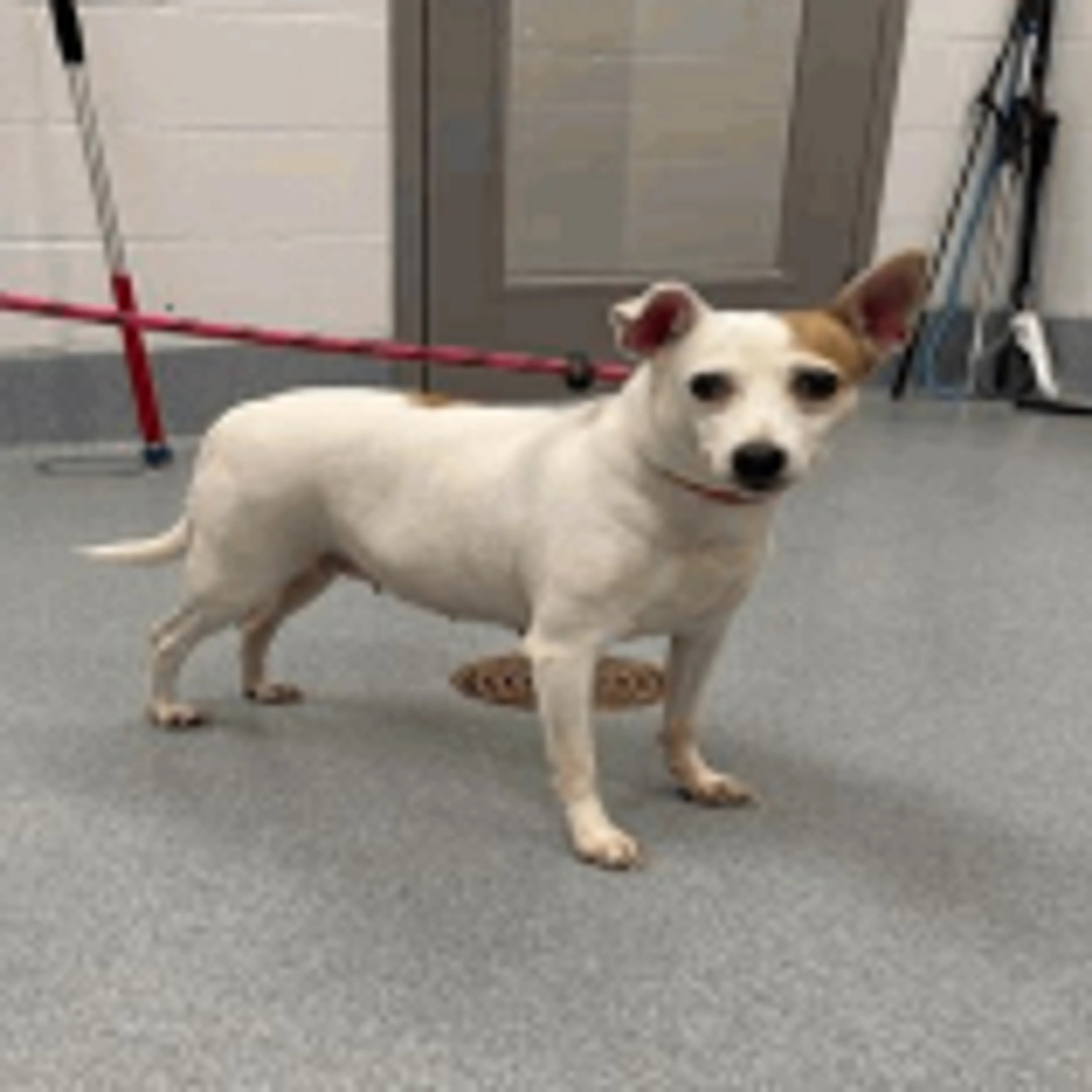 Found pet-1