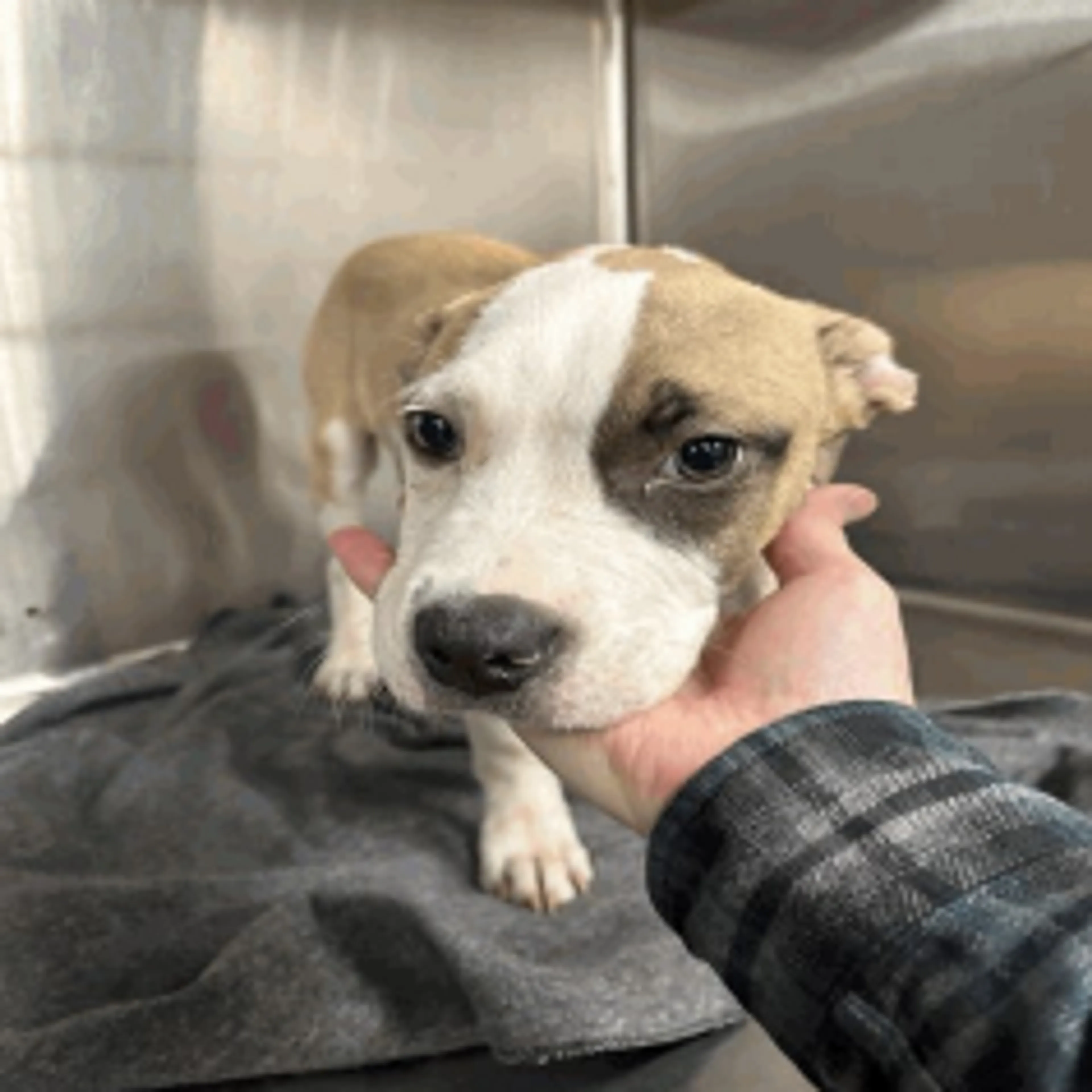 Found pet-1