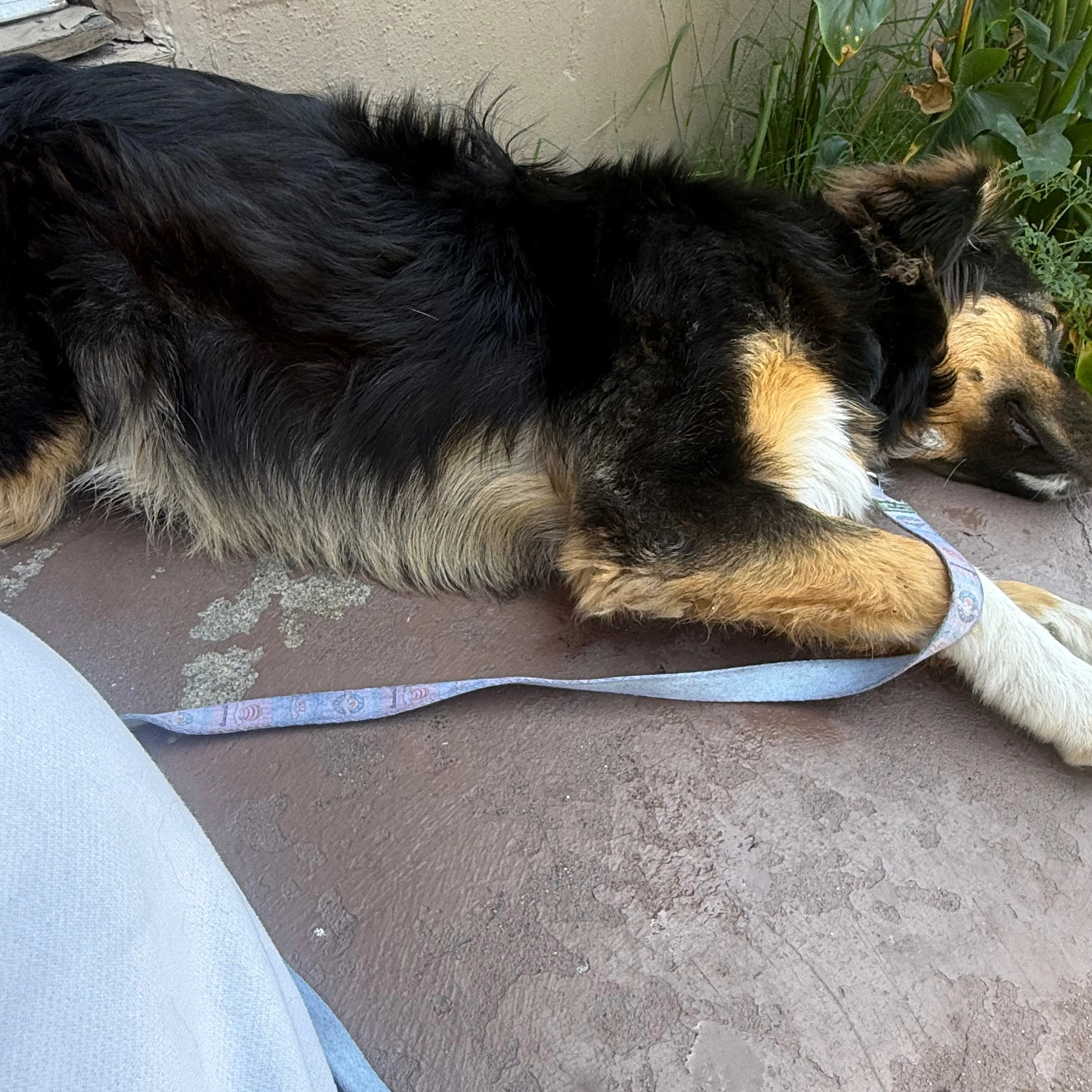 Found pet-1