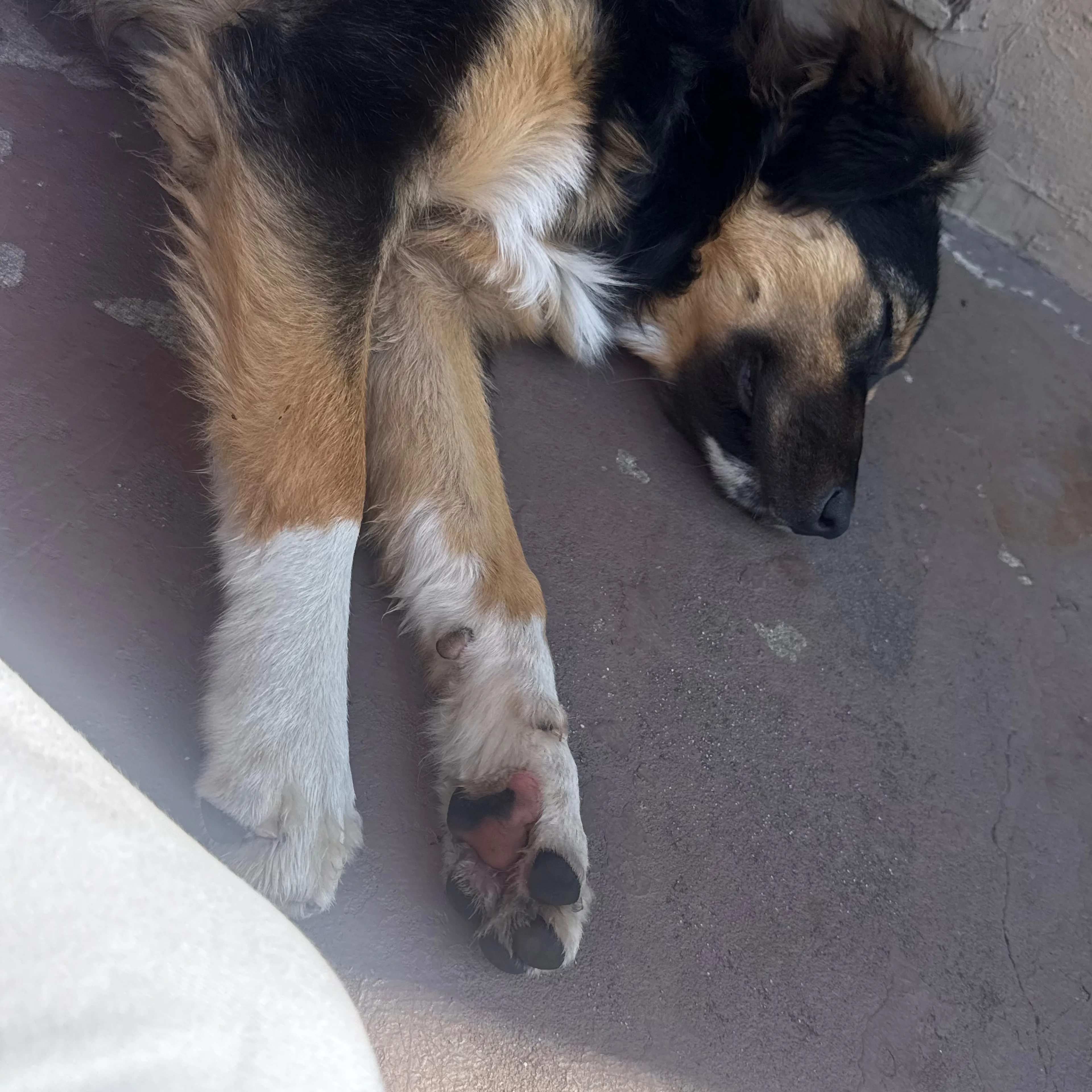 Found pet-3