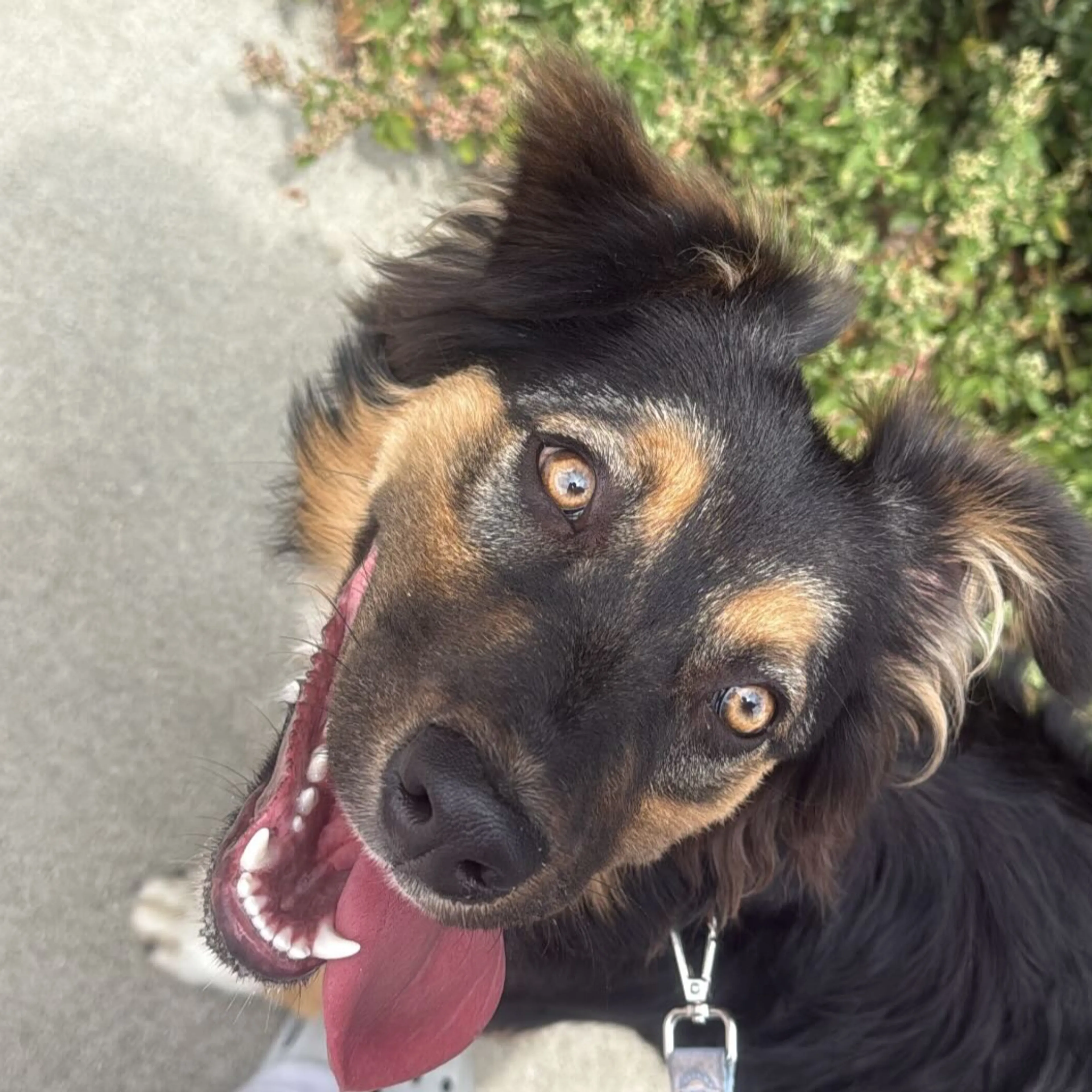 Found pet-2