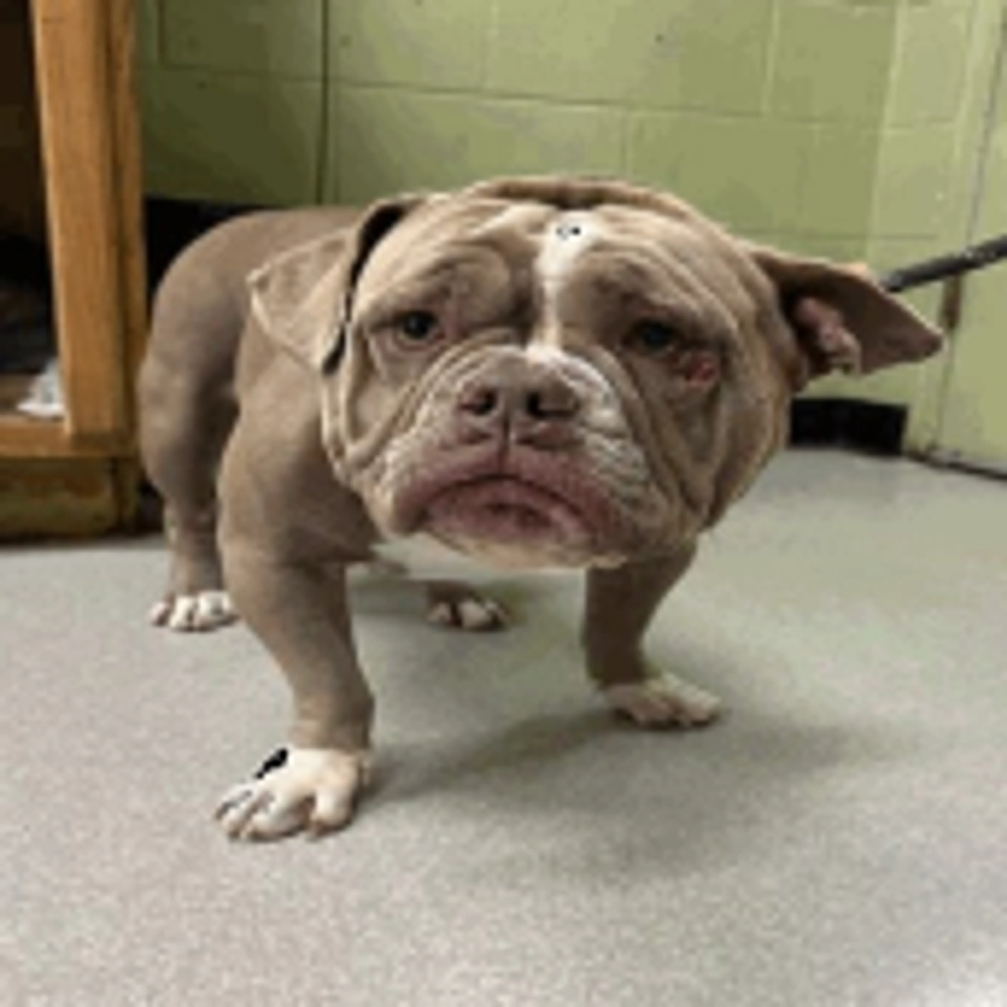 Found pet-1