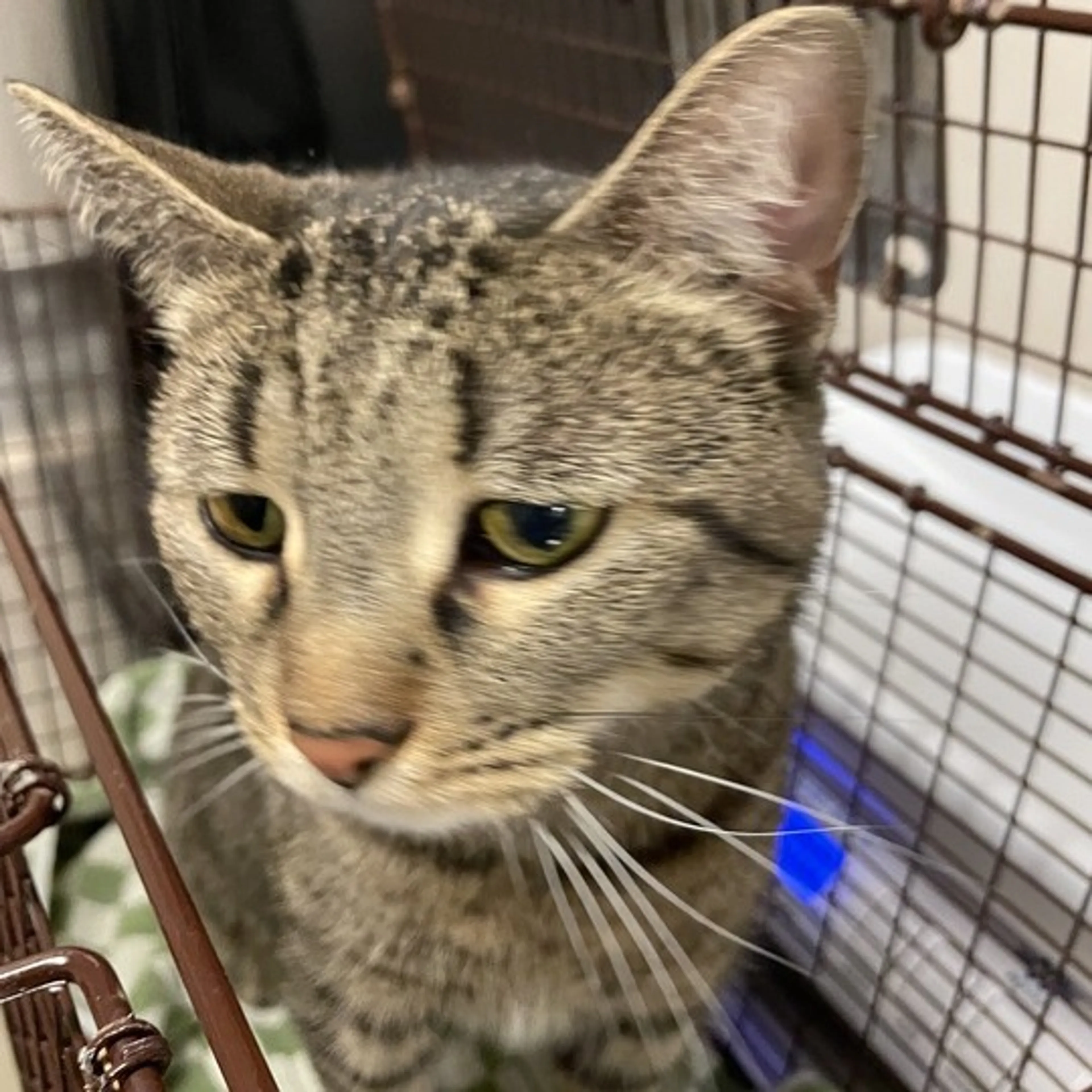 Found pet
