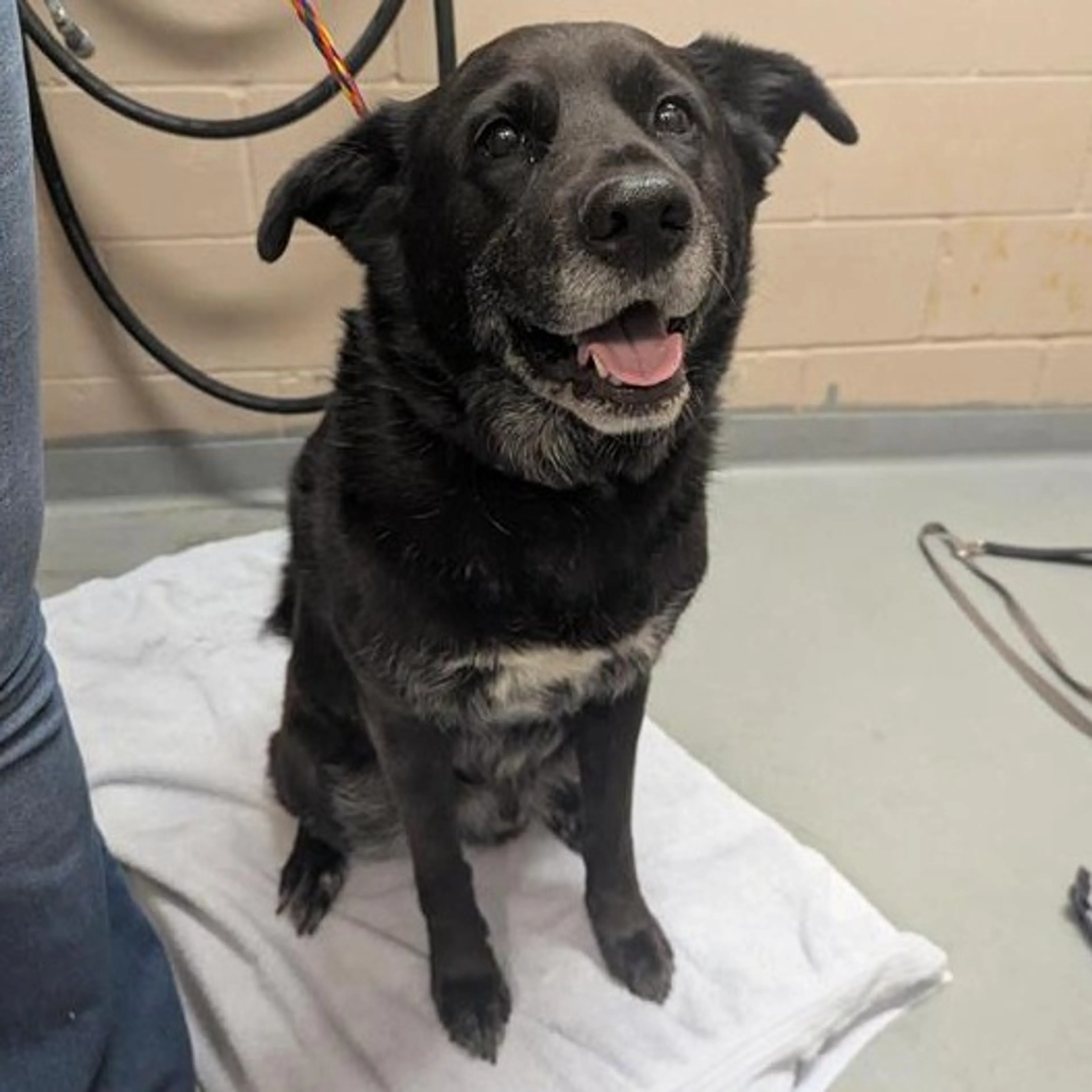 Found pet
