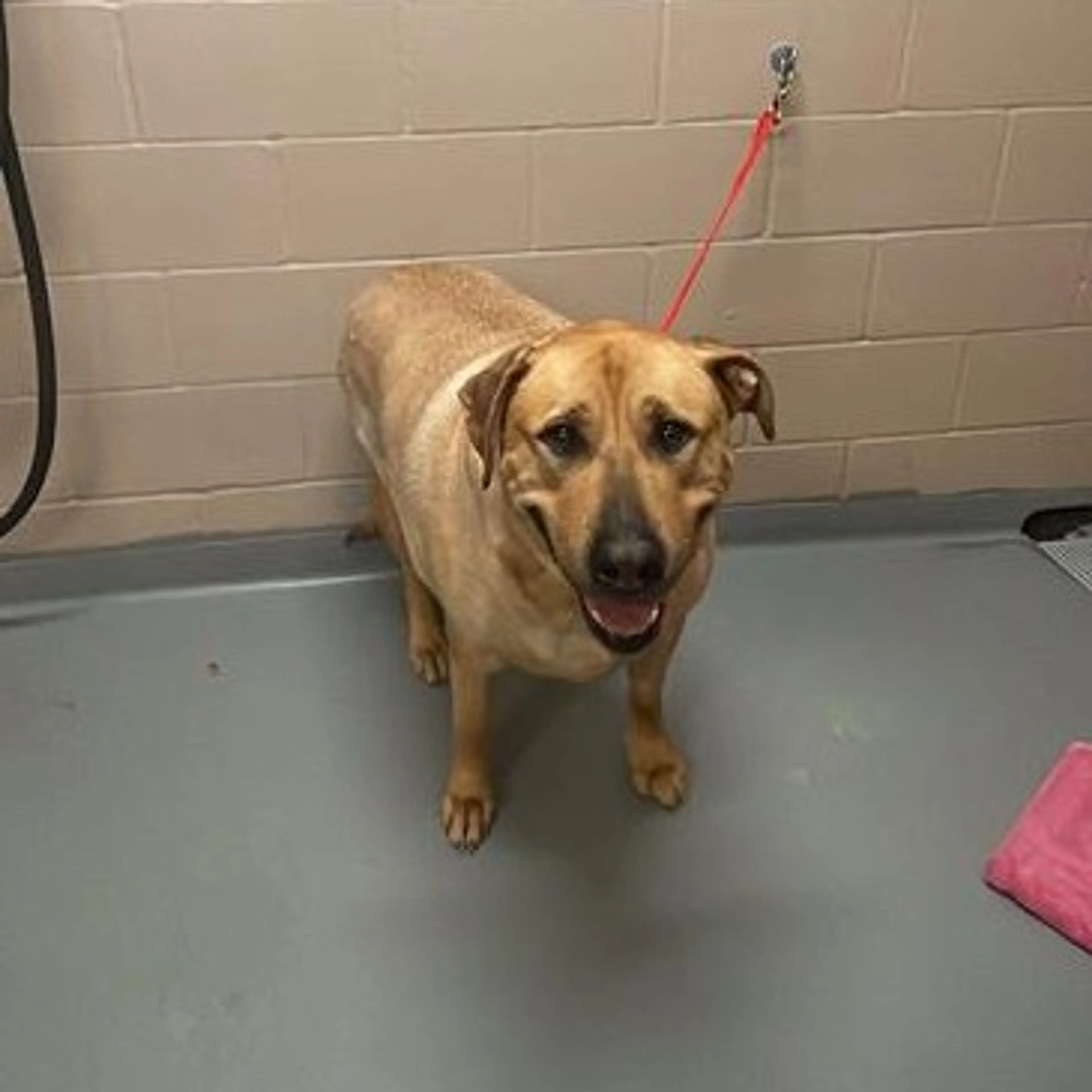 Found pet