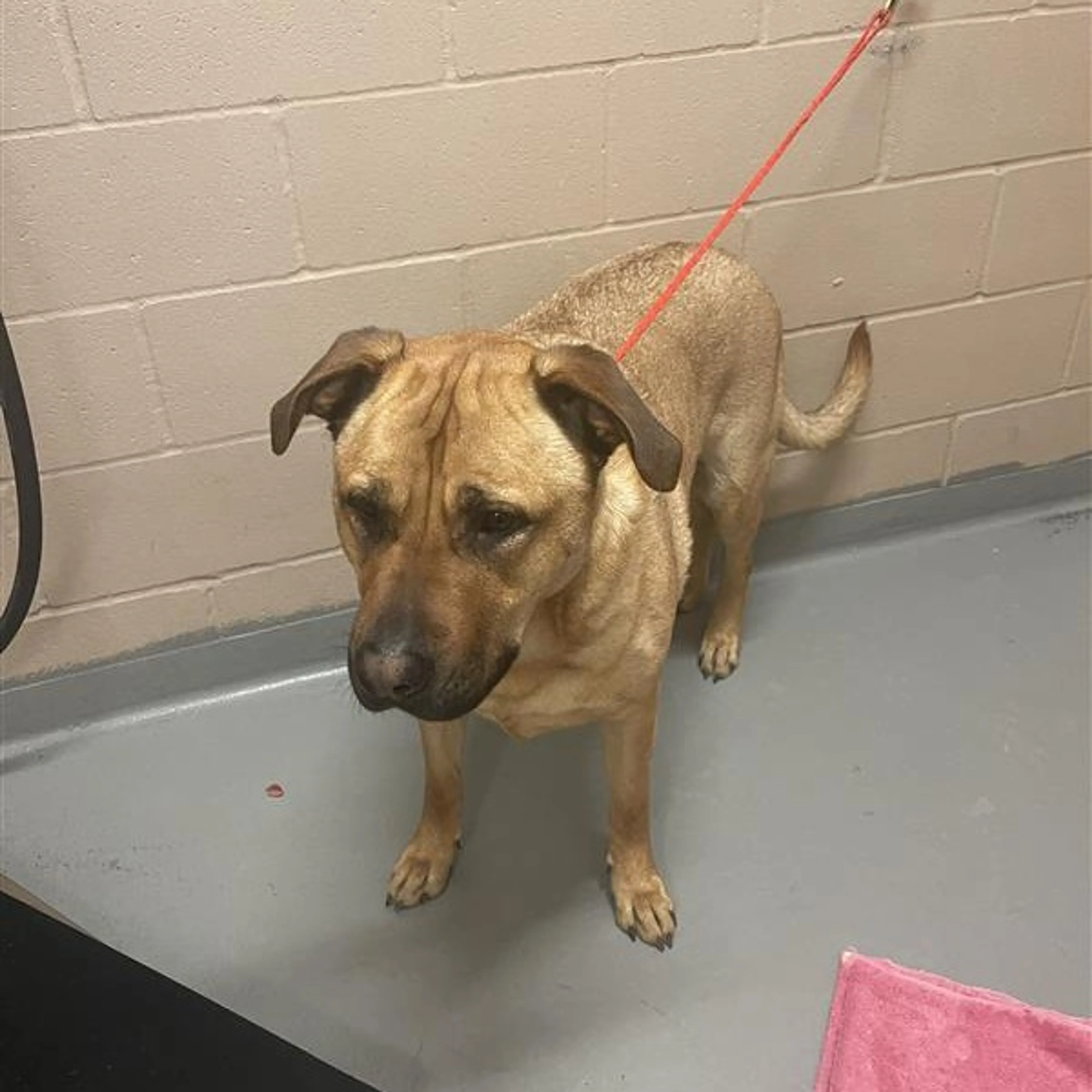 Found pet