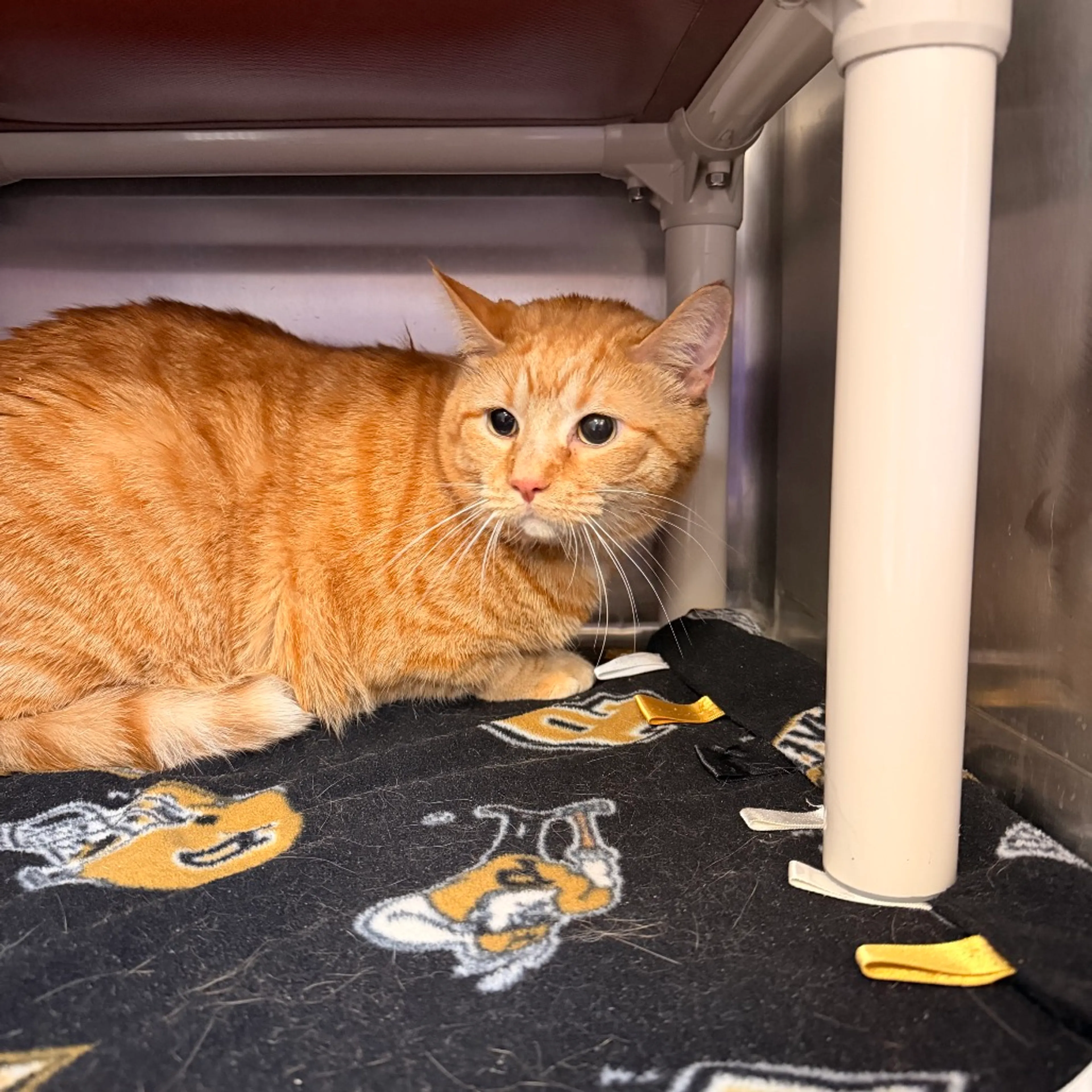 Found pet
