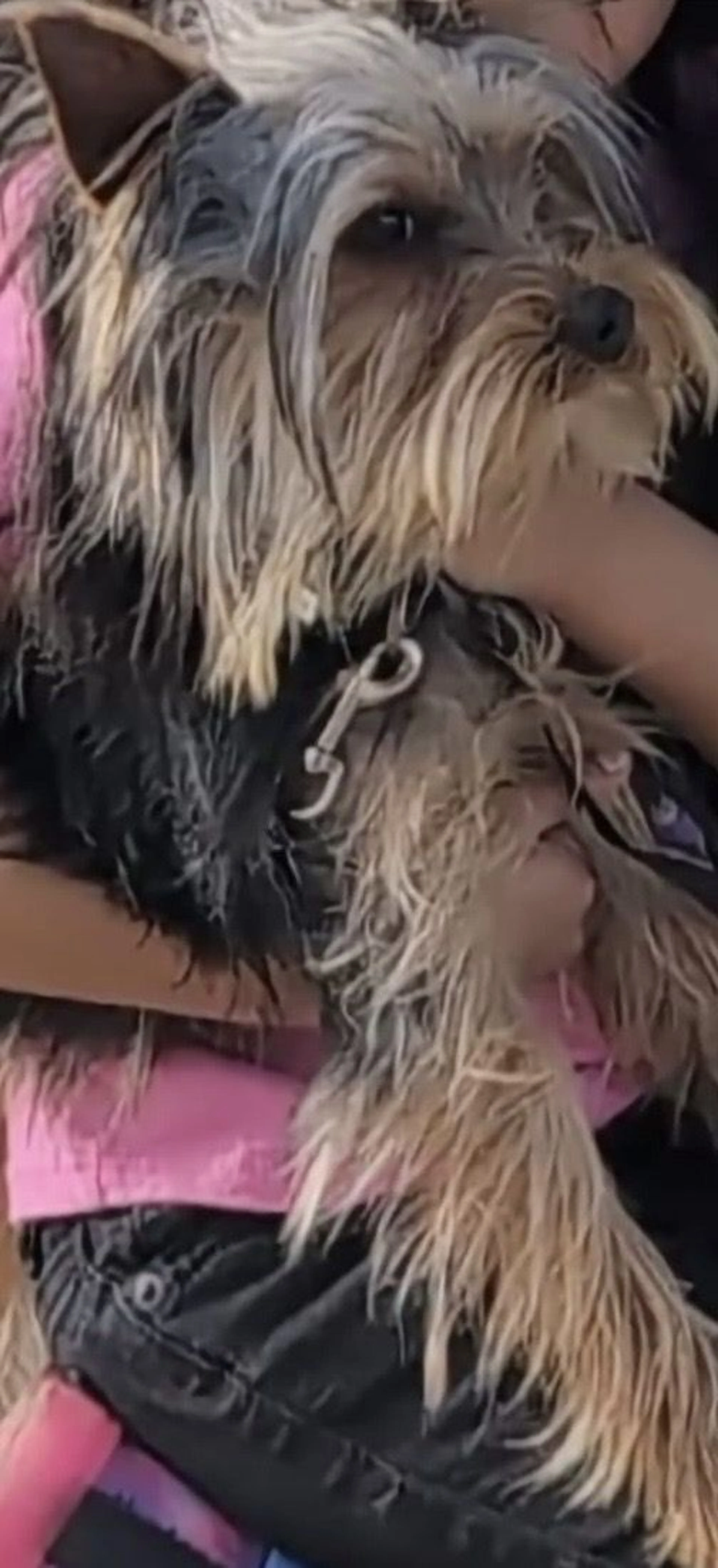 Lost pet