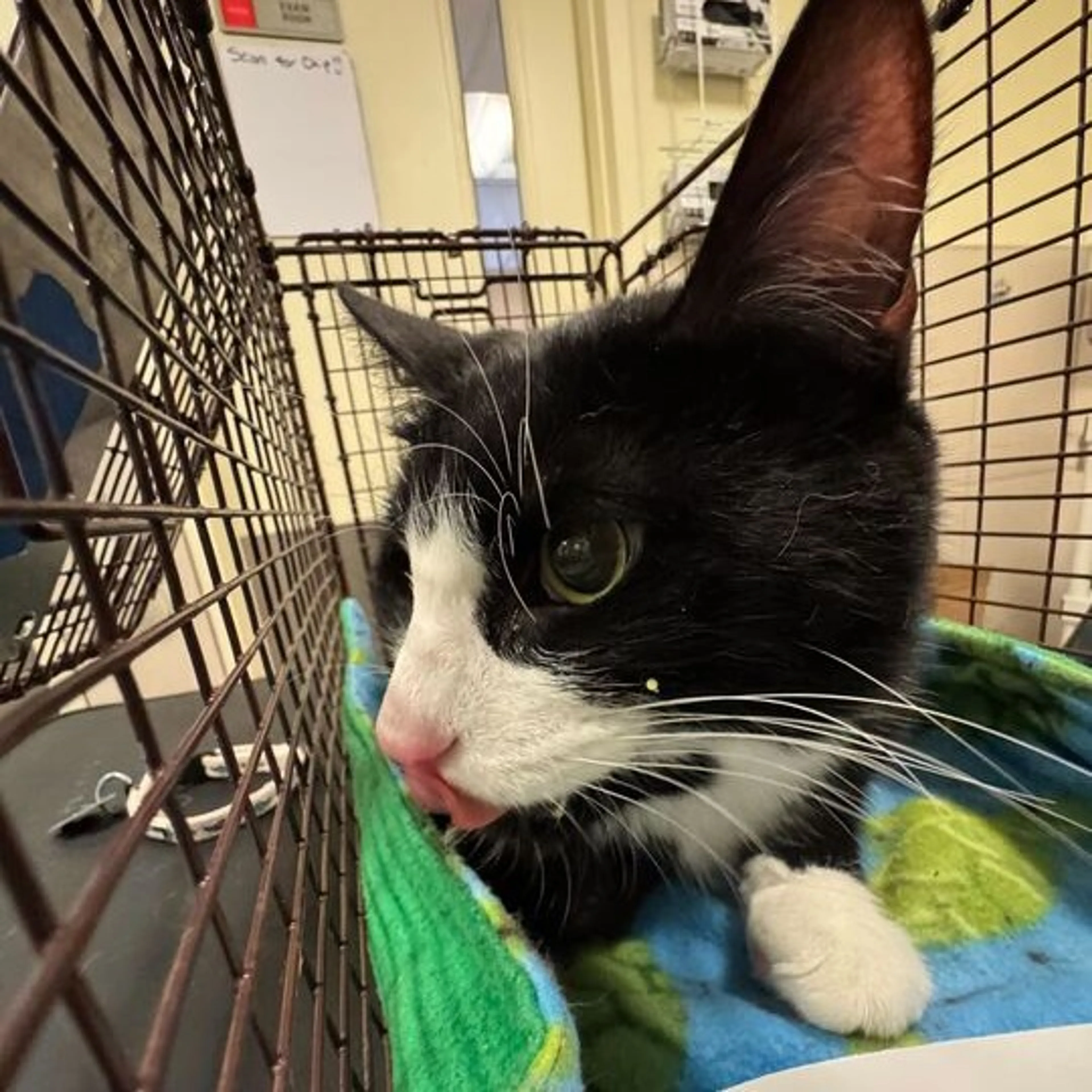Found pet