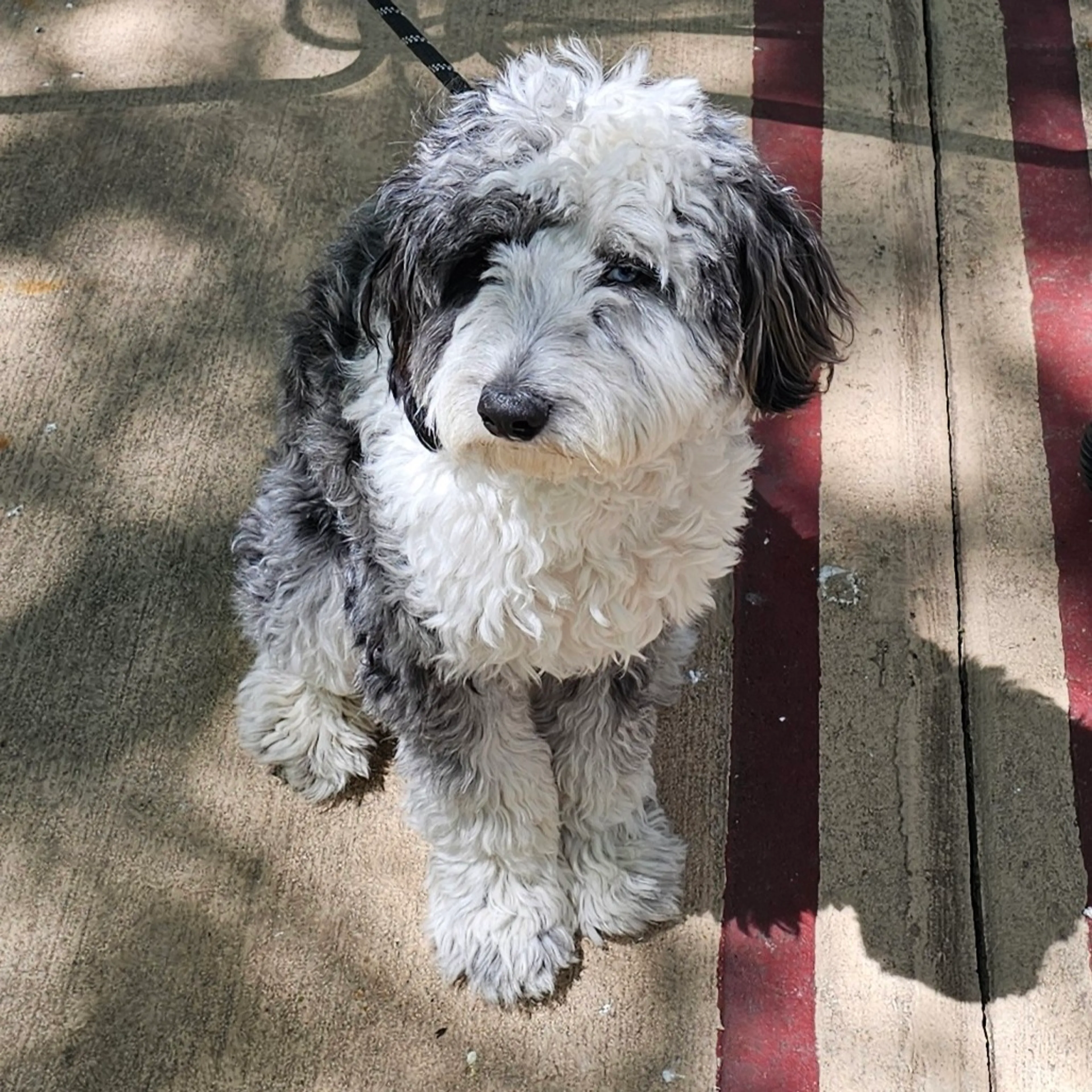 Found pet-0