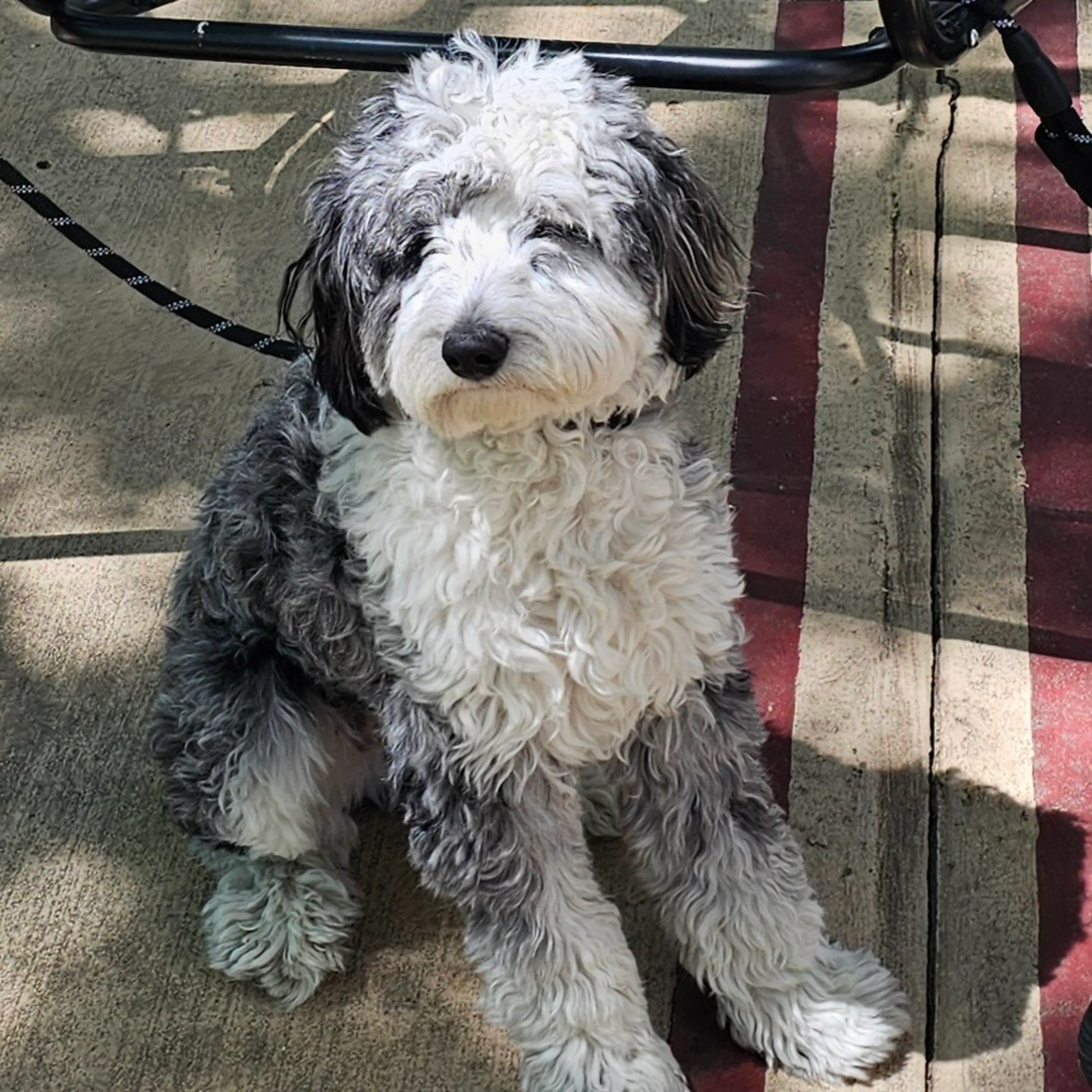 Found pet-1