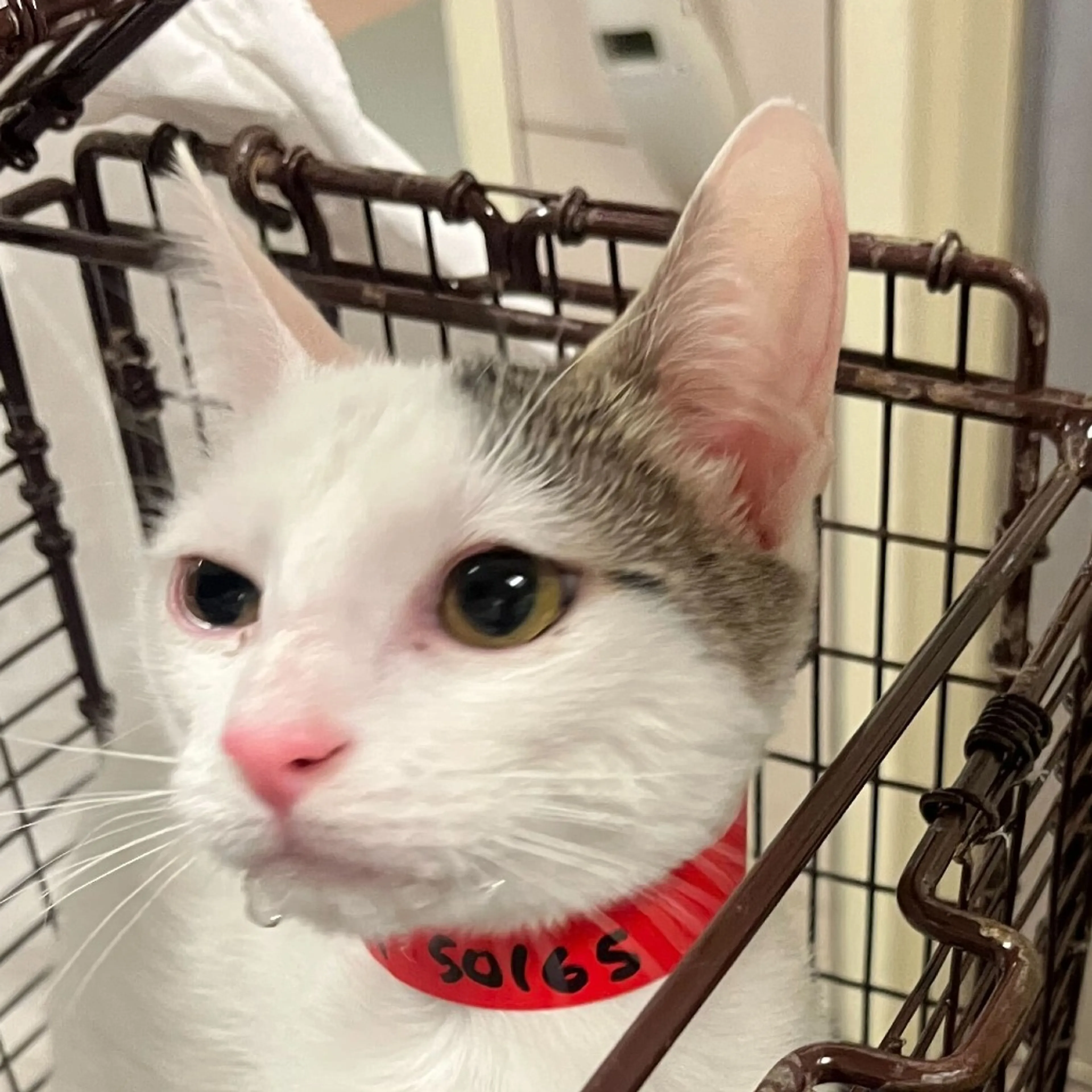 Found pet