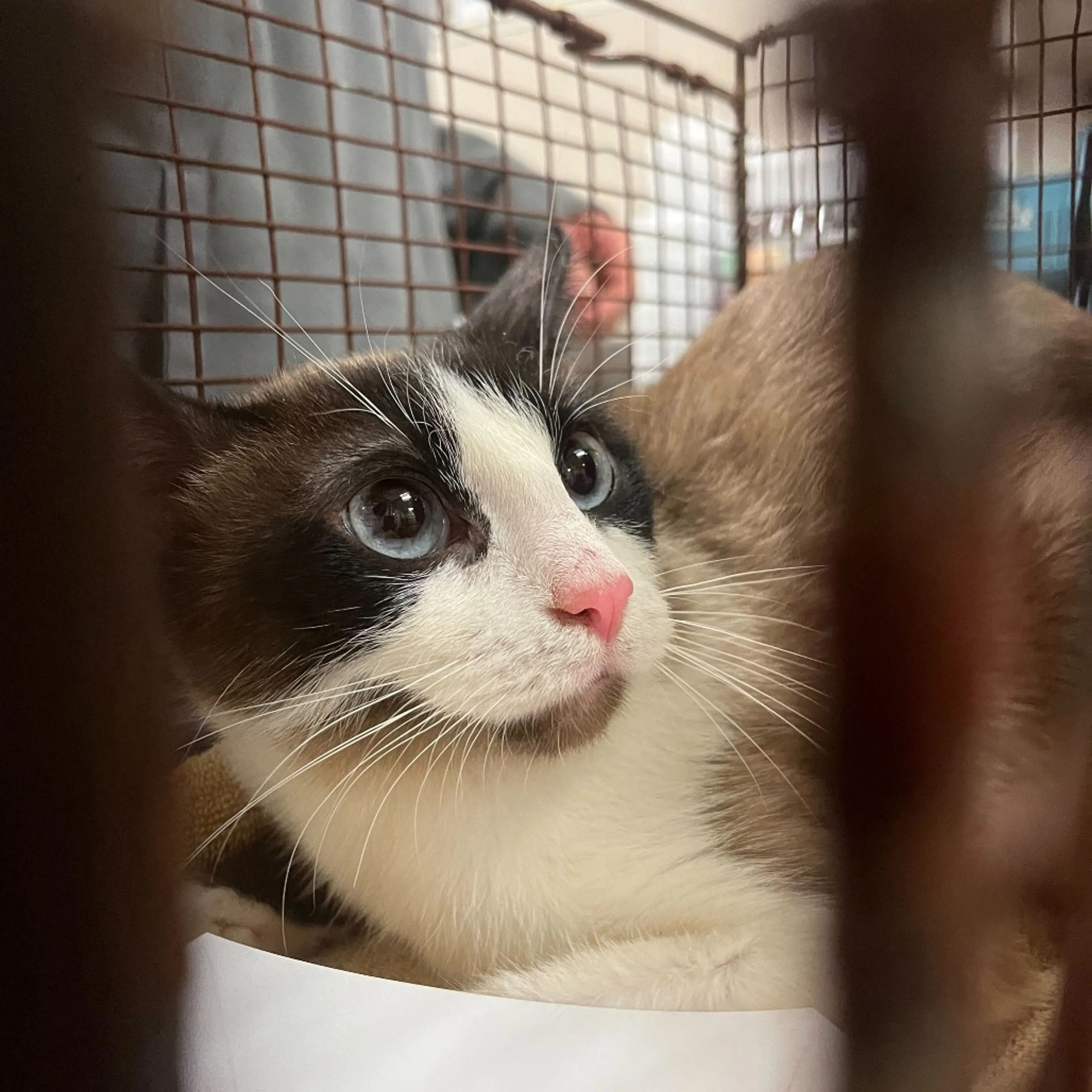 Found pet
