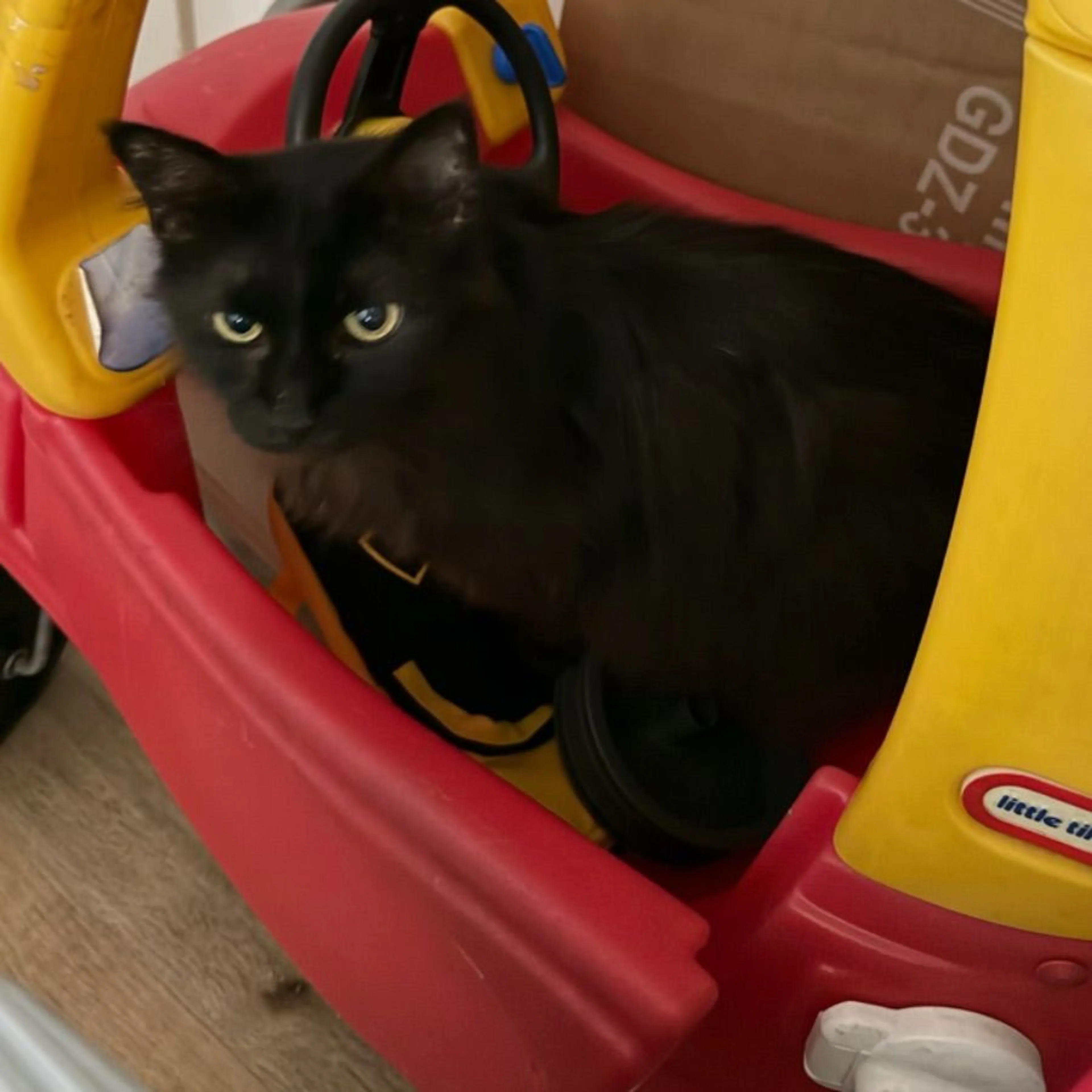 Lost pet