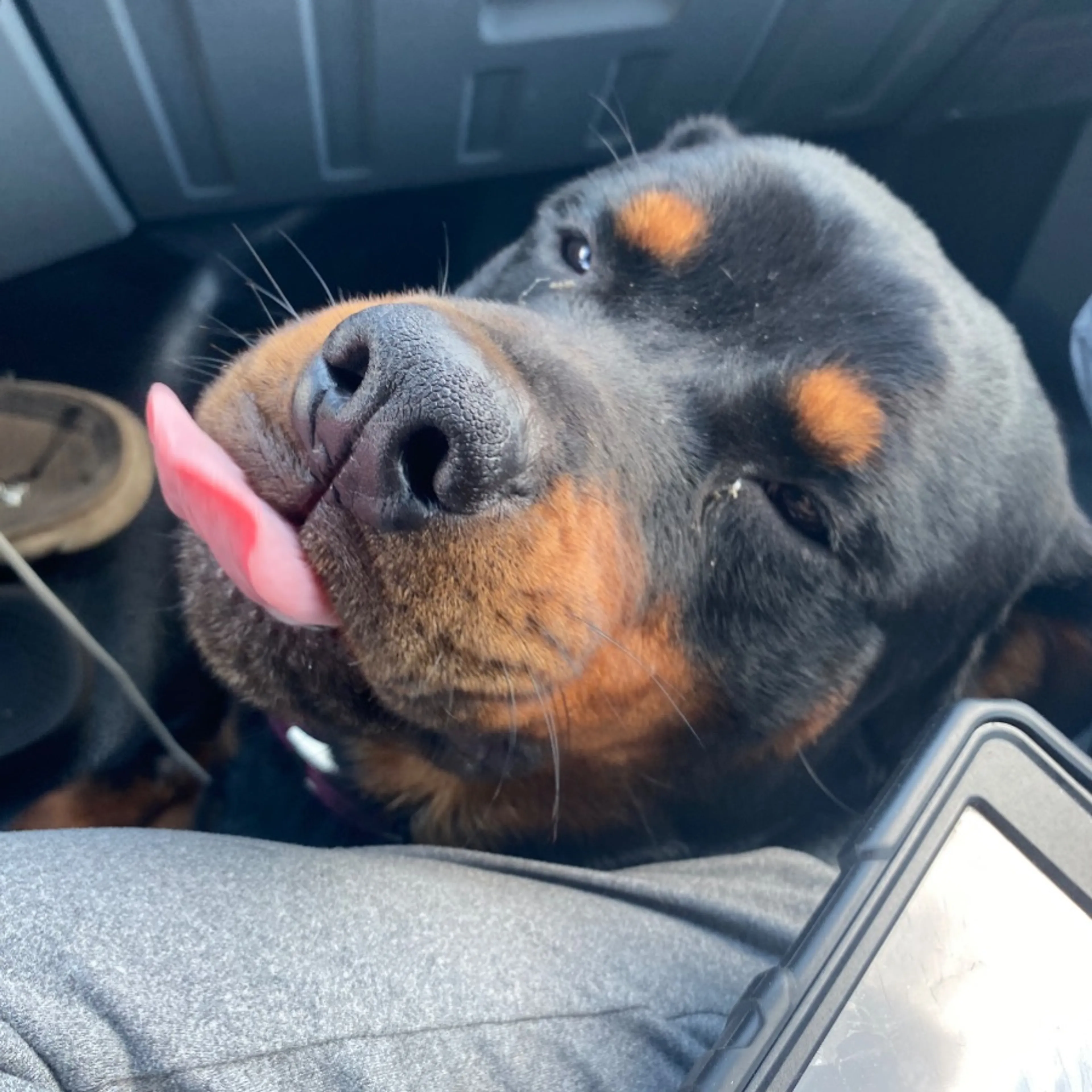 Lost pet