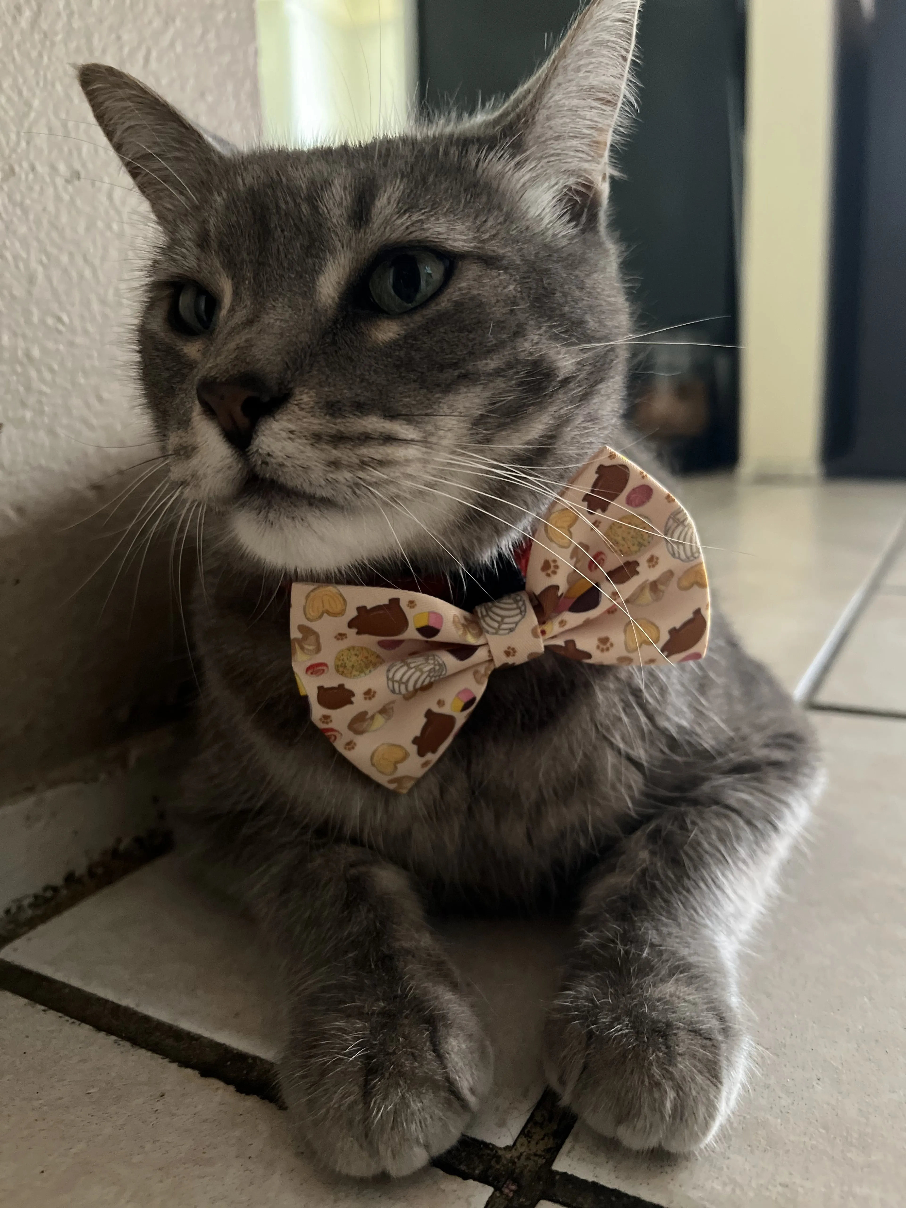 Lost pet-0