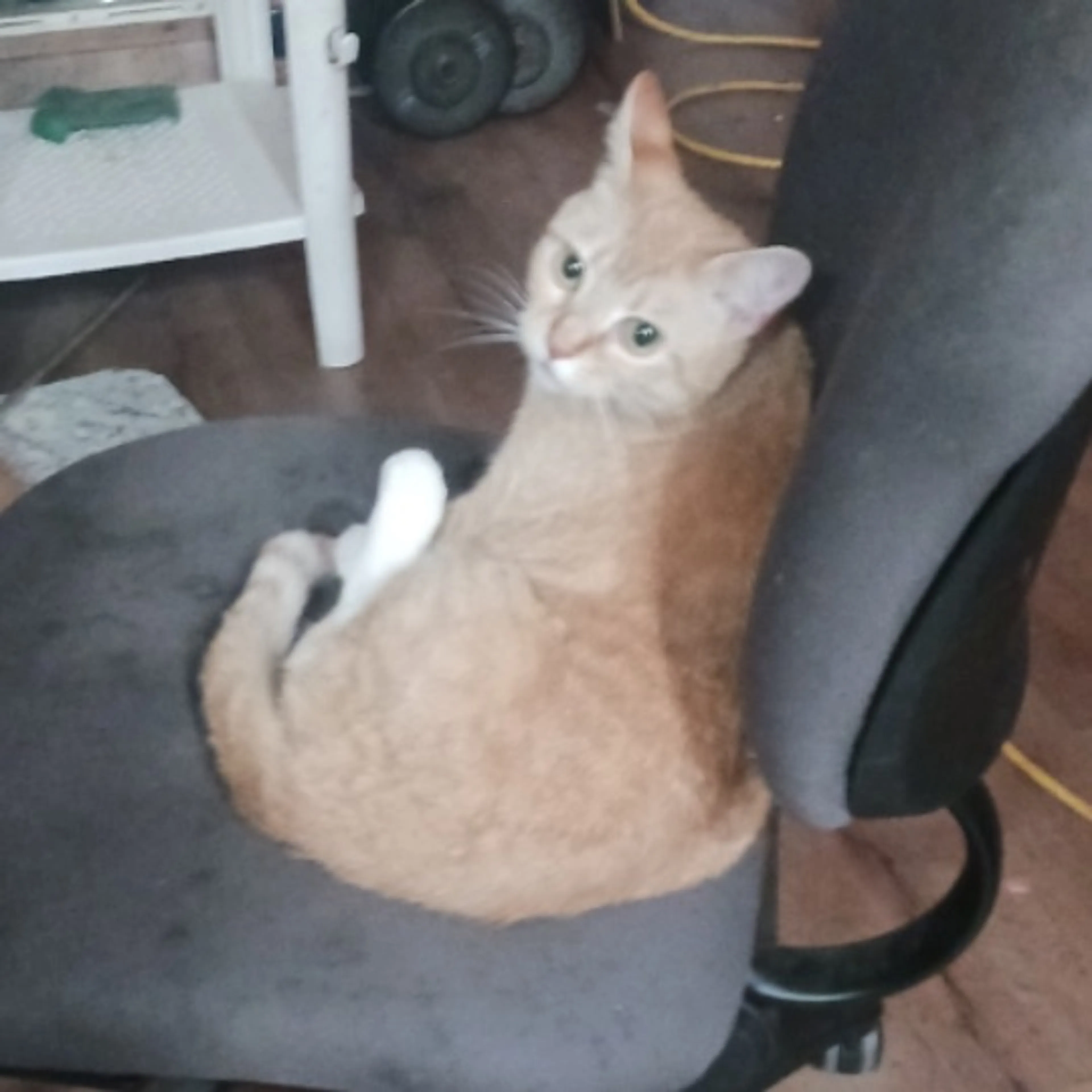 Lost pet
