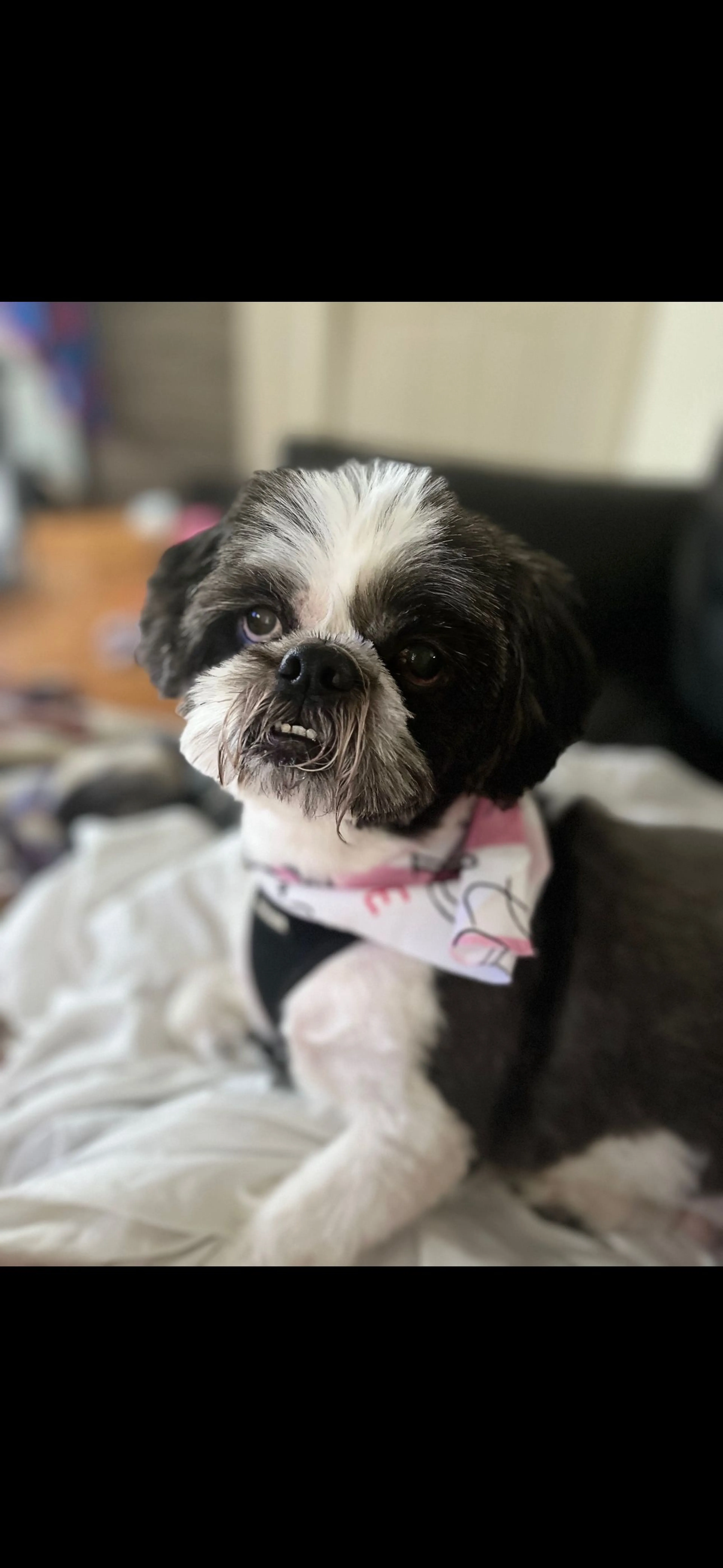 Lost pet
