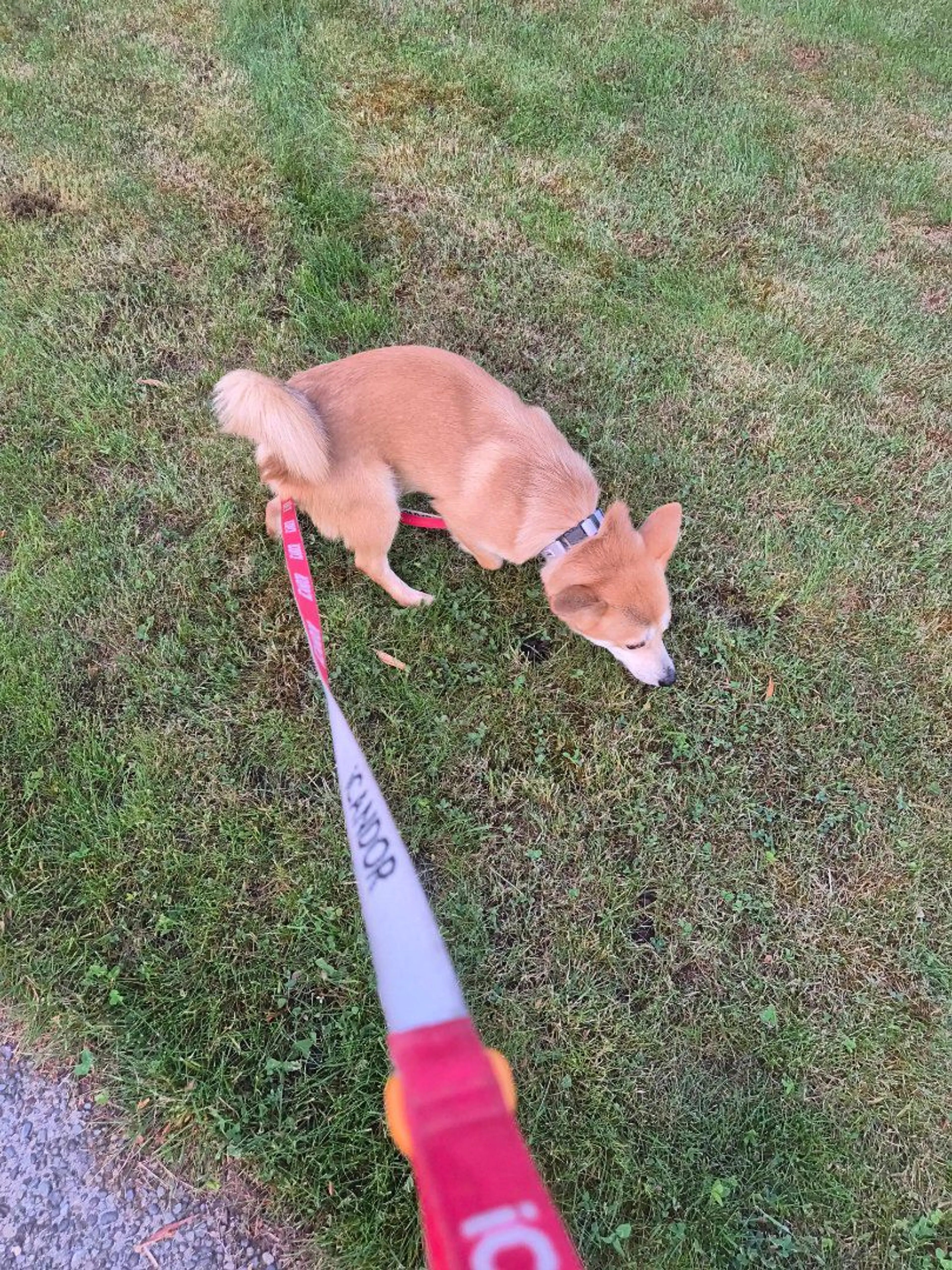 Lost pet-1