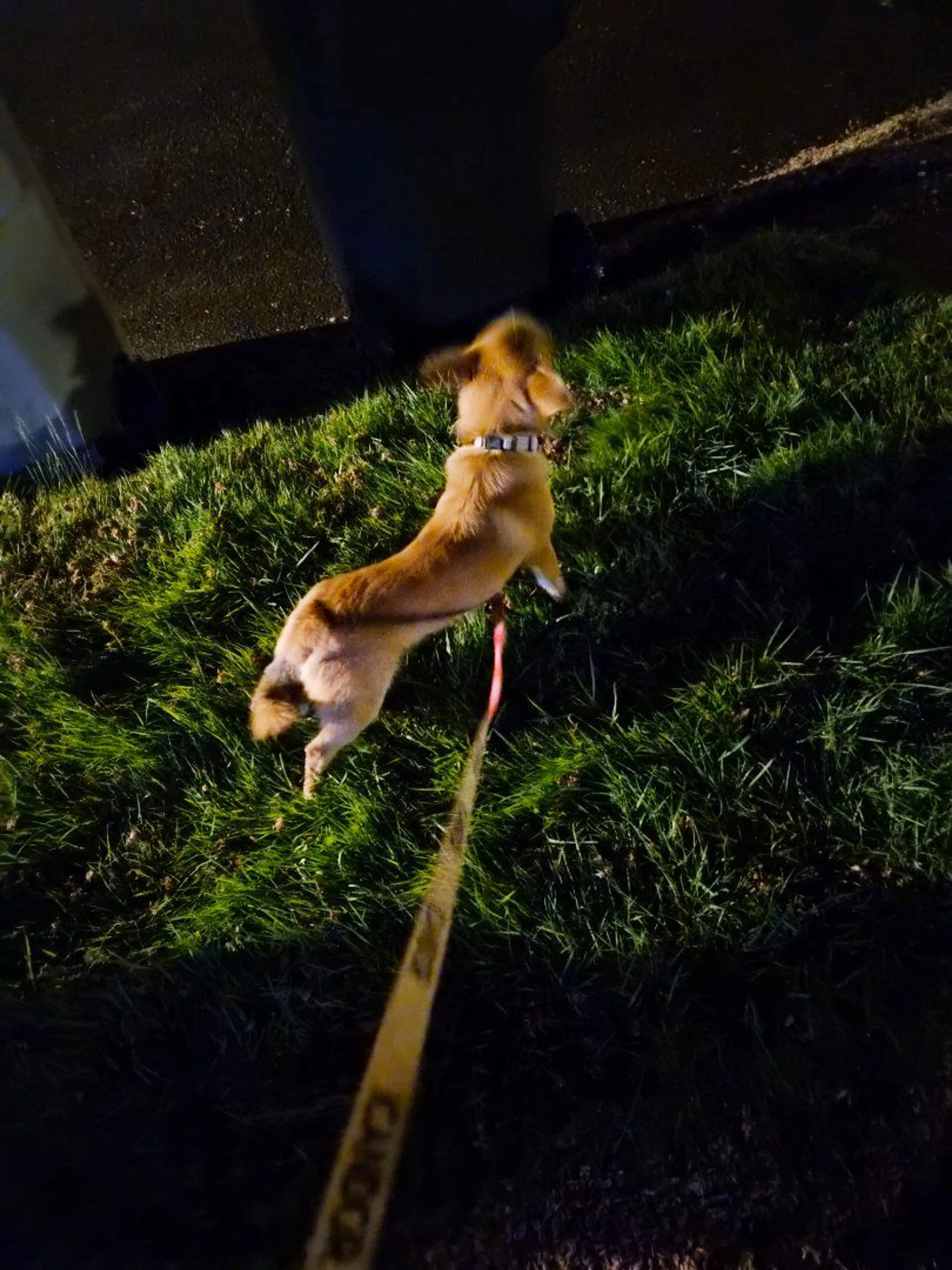 Lost pet-0