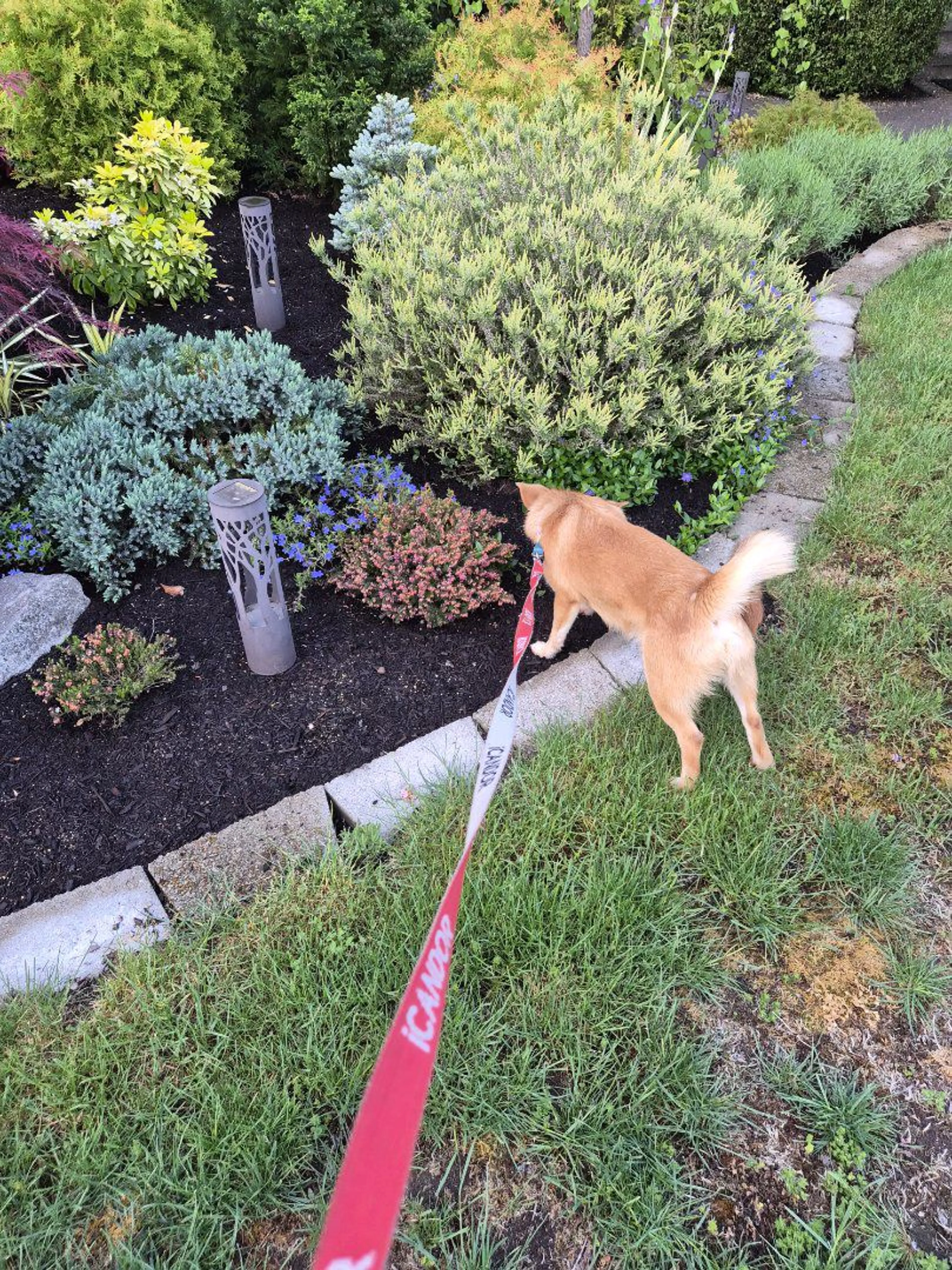 Lost pet-2