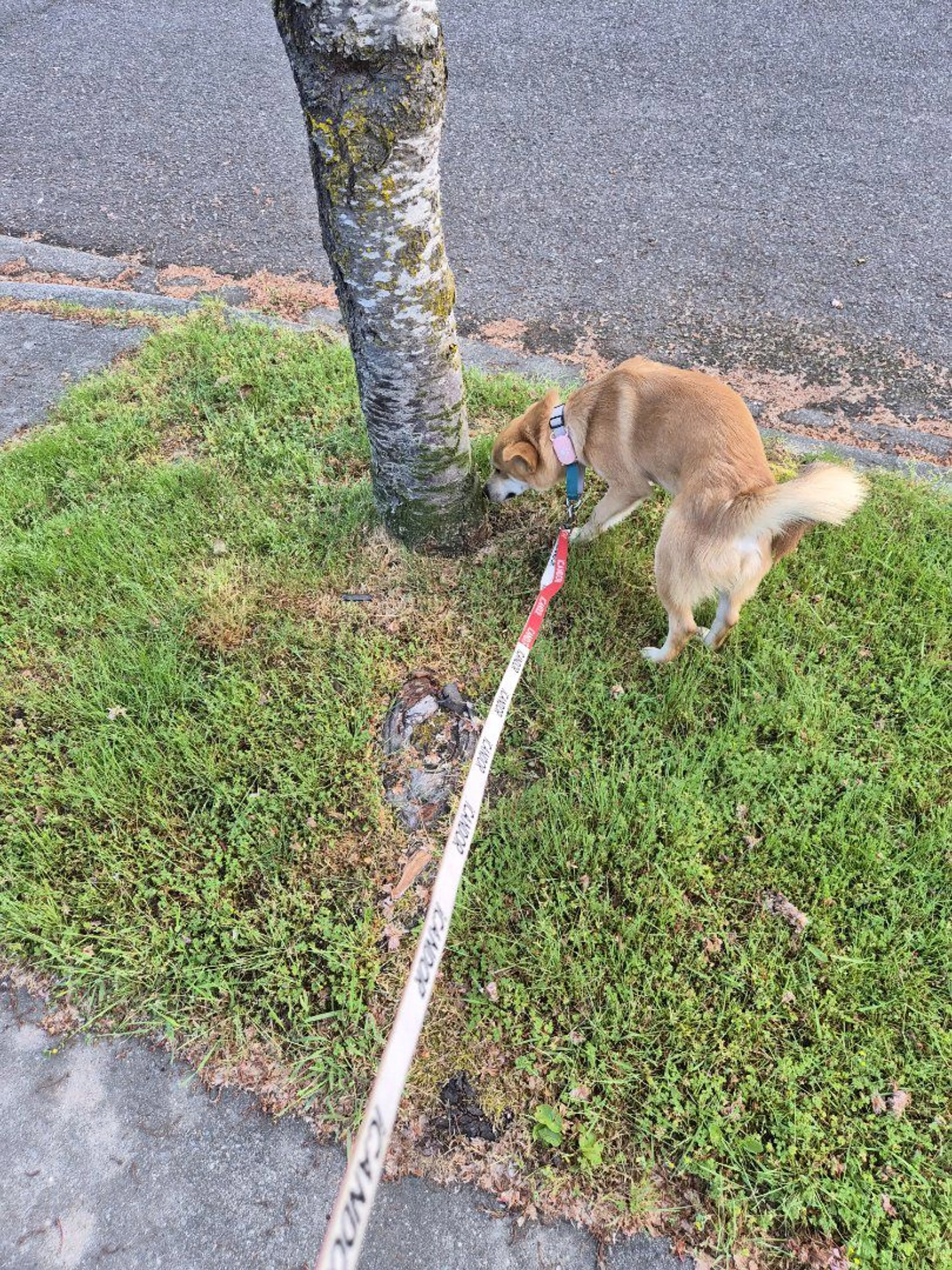 Lost pet-3