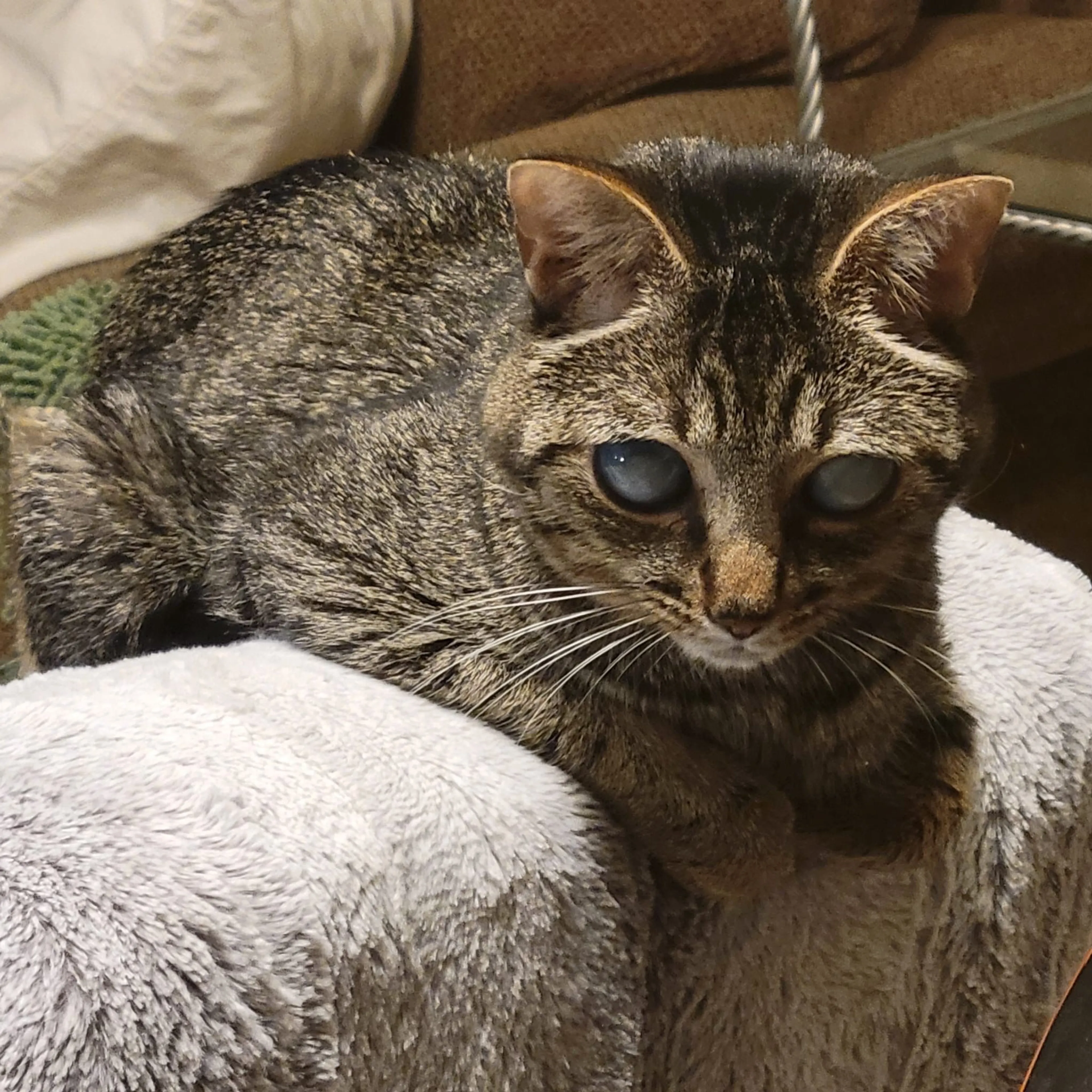 Lost pet