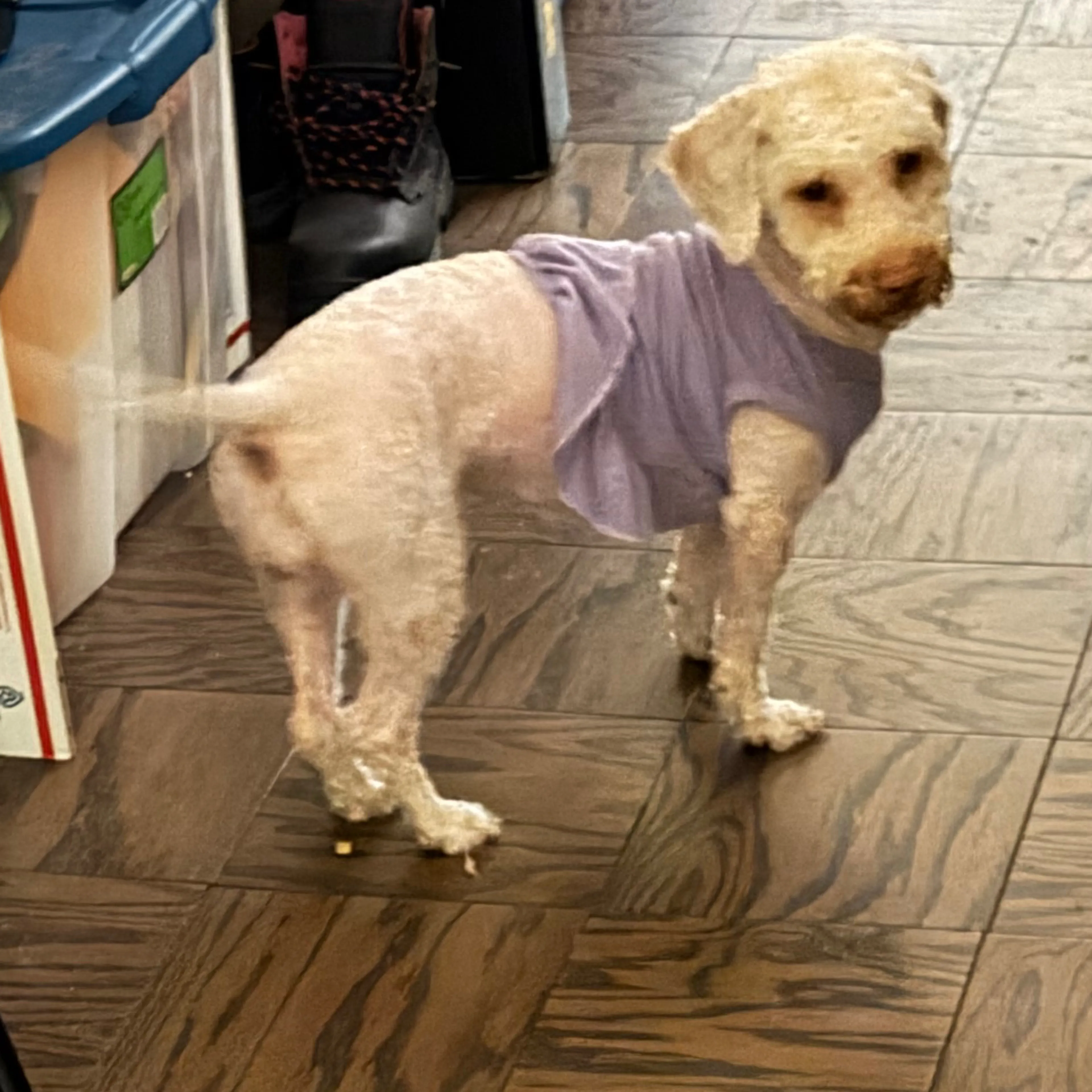 Lost pet-1