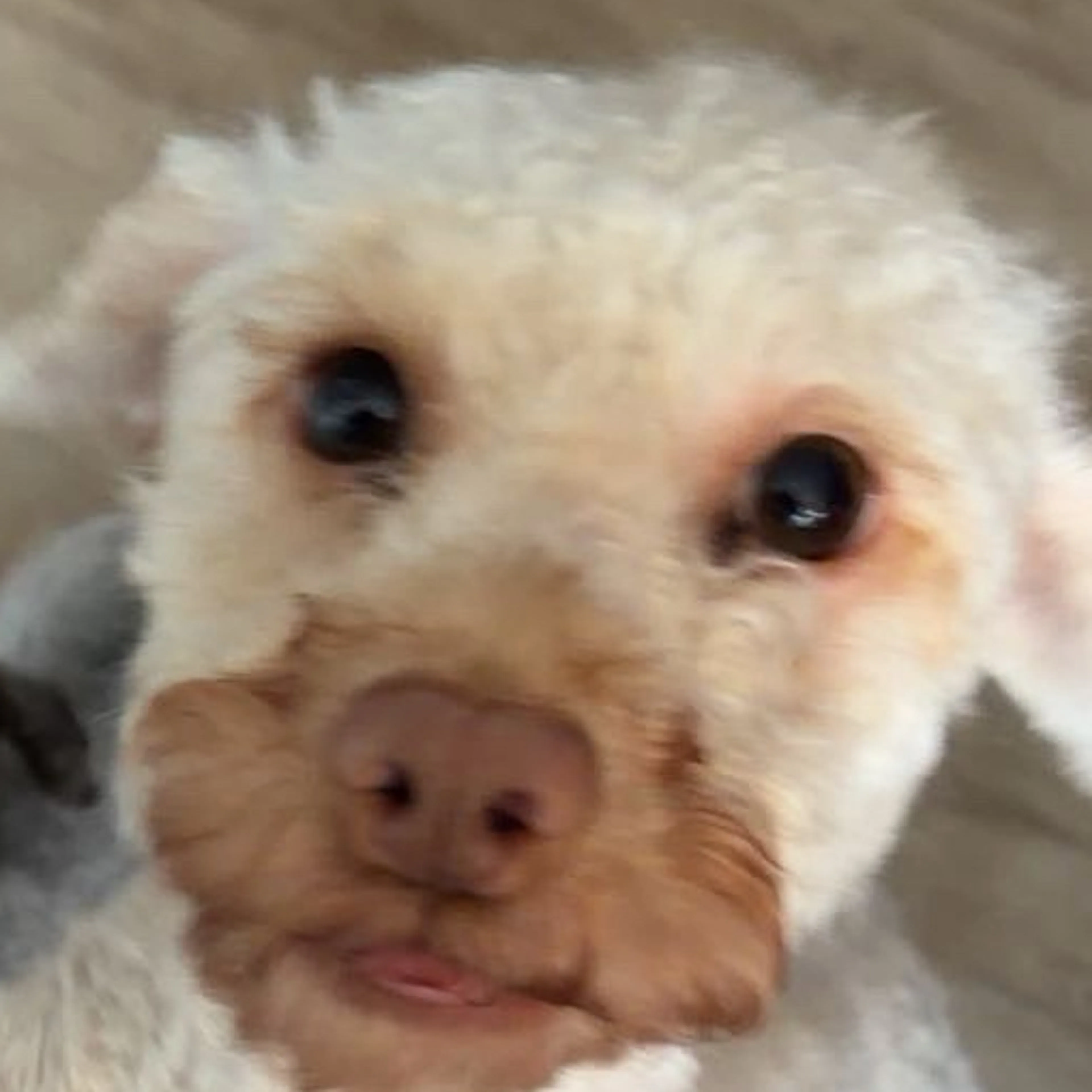 Lost pet-2