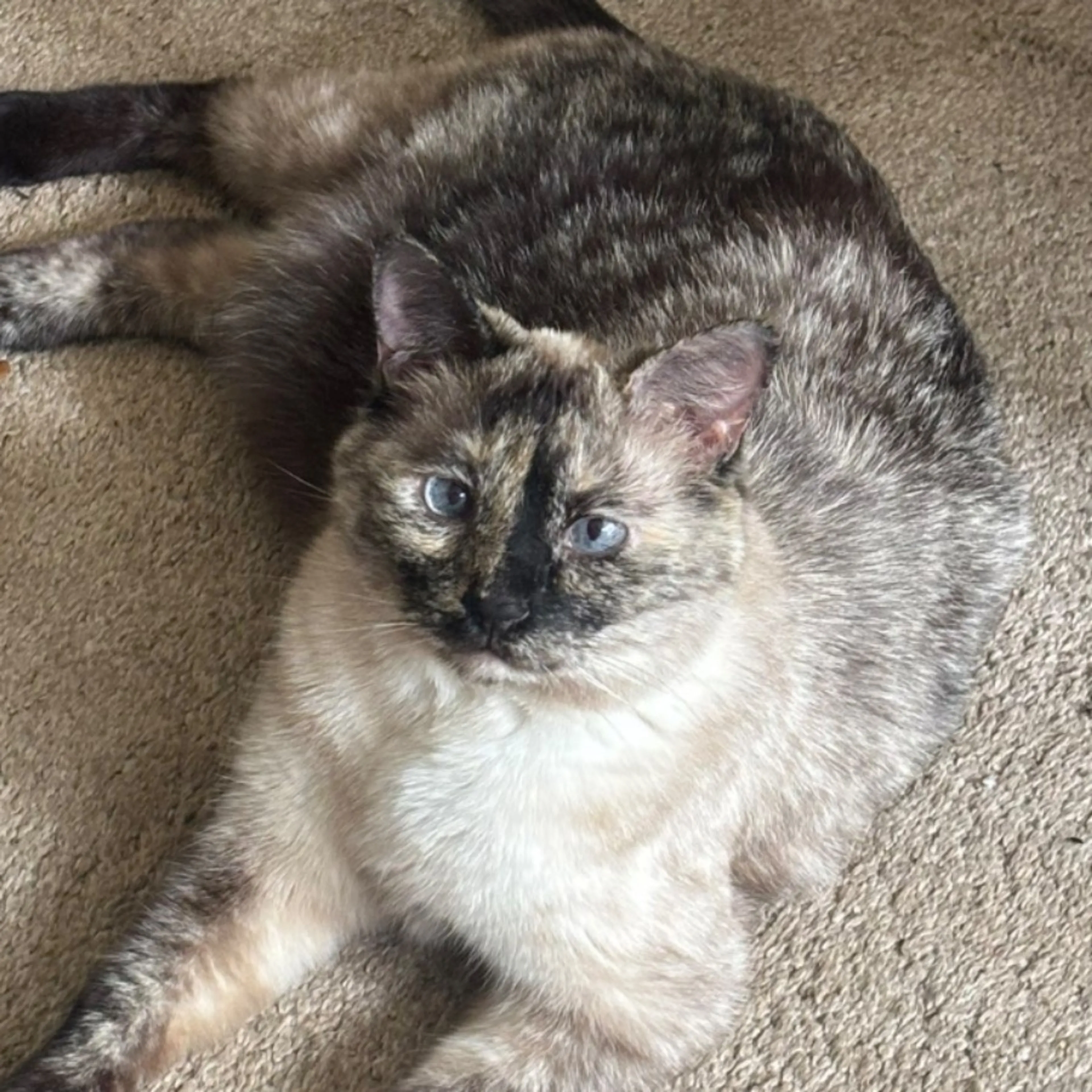 Lost pet
