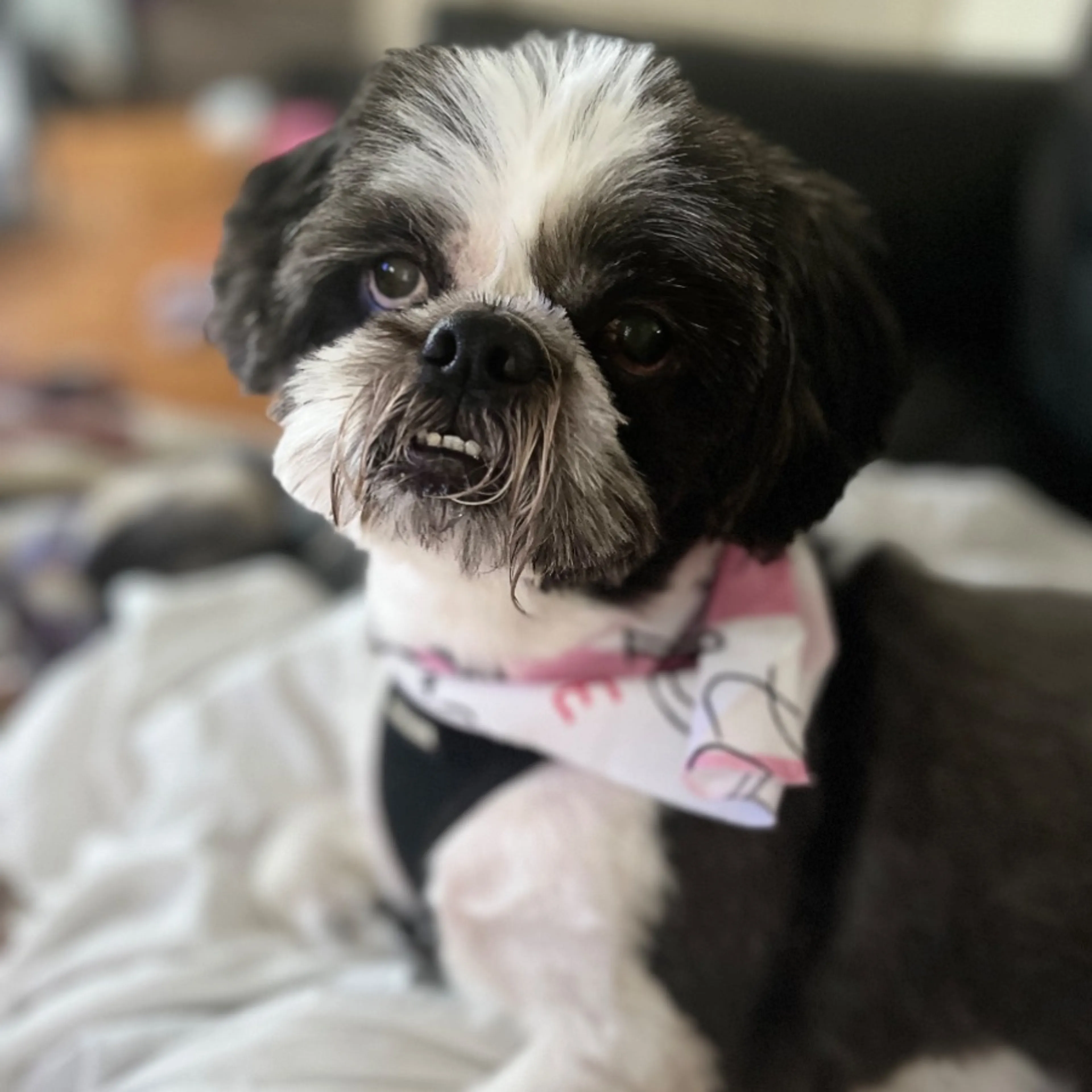 Lost pet