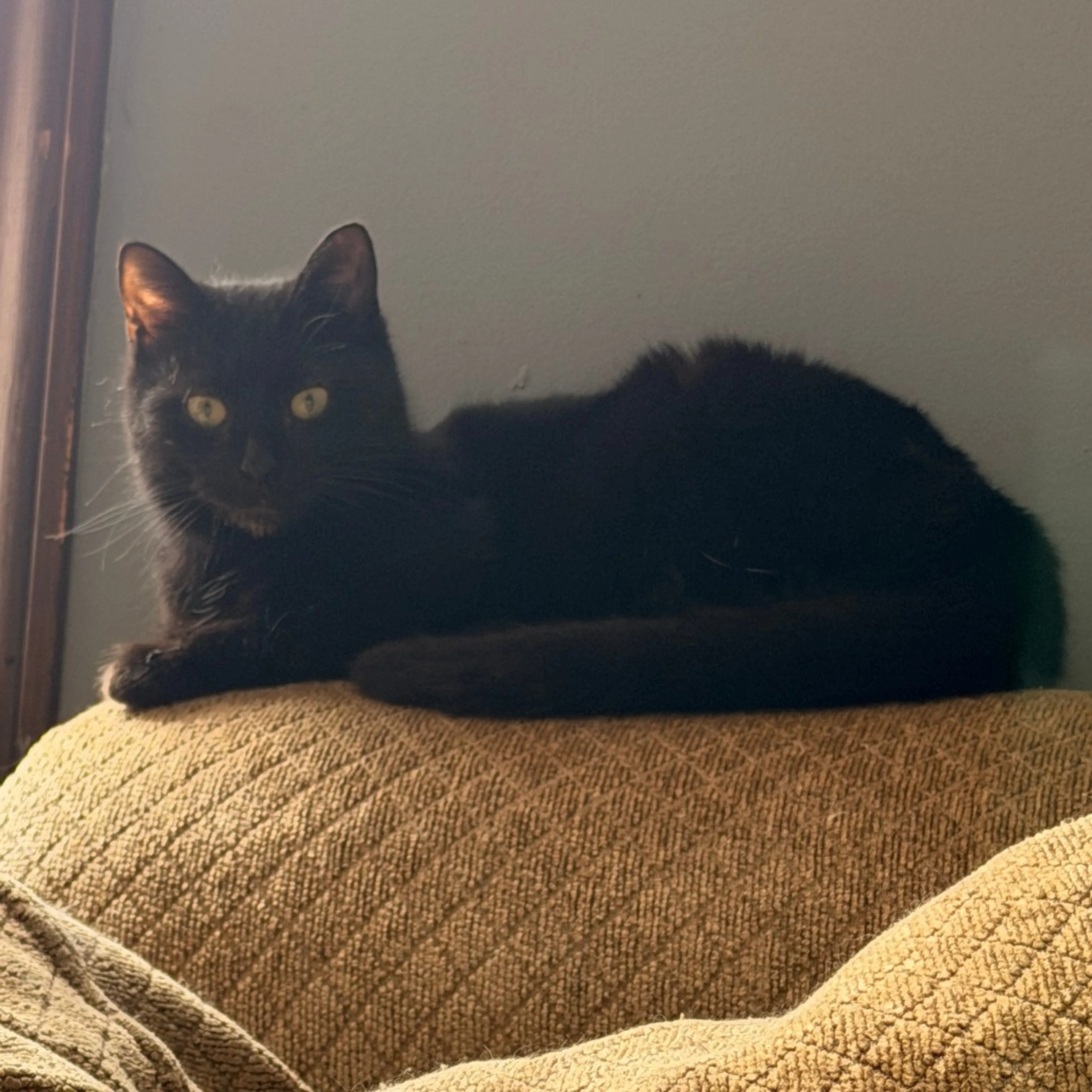 Found pet