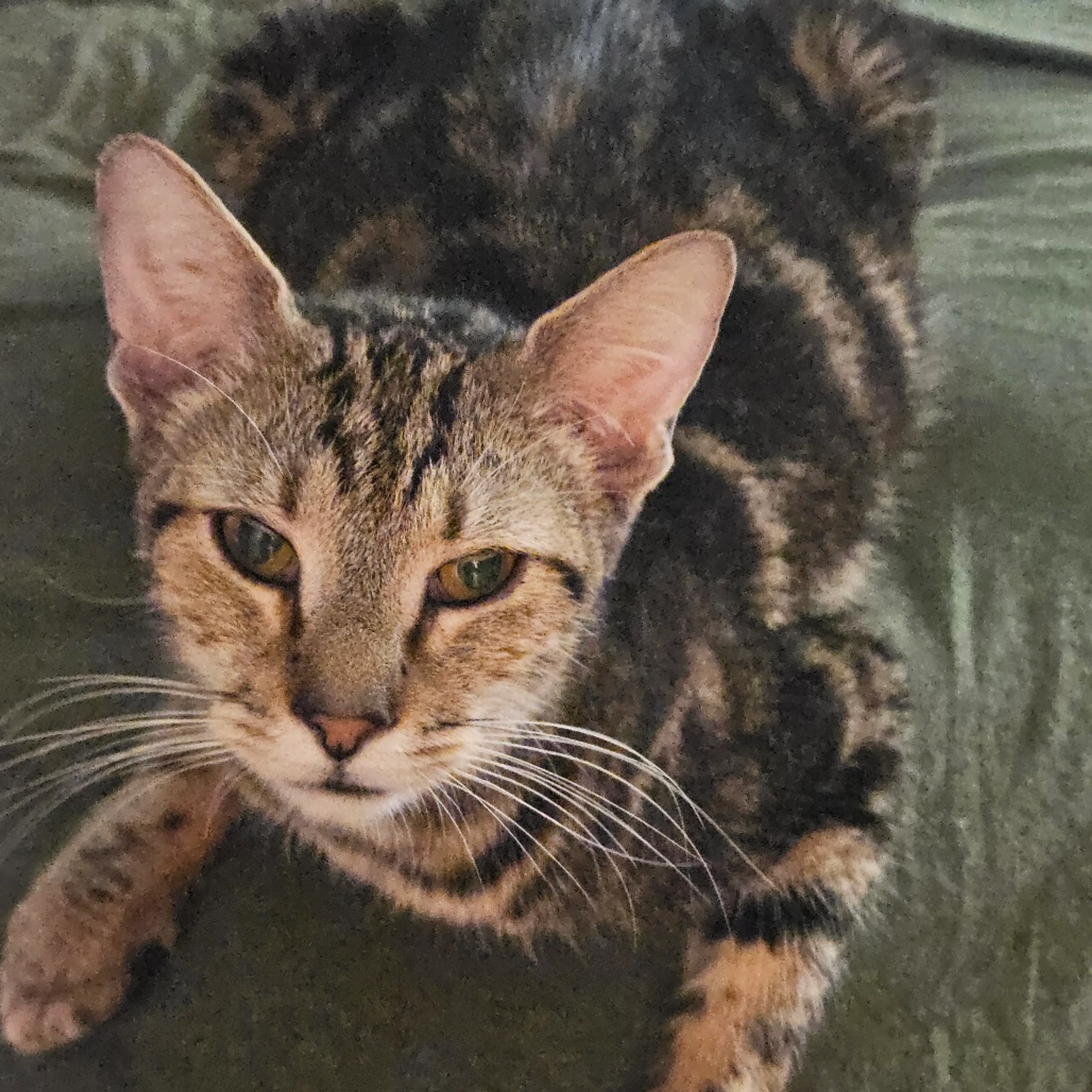 Found pet