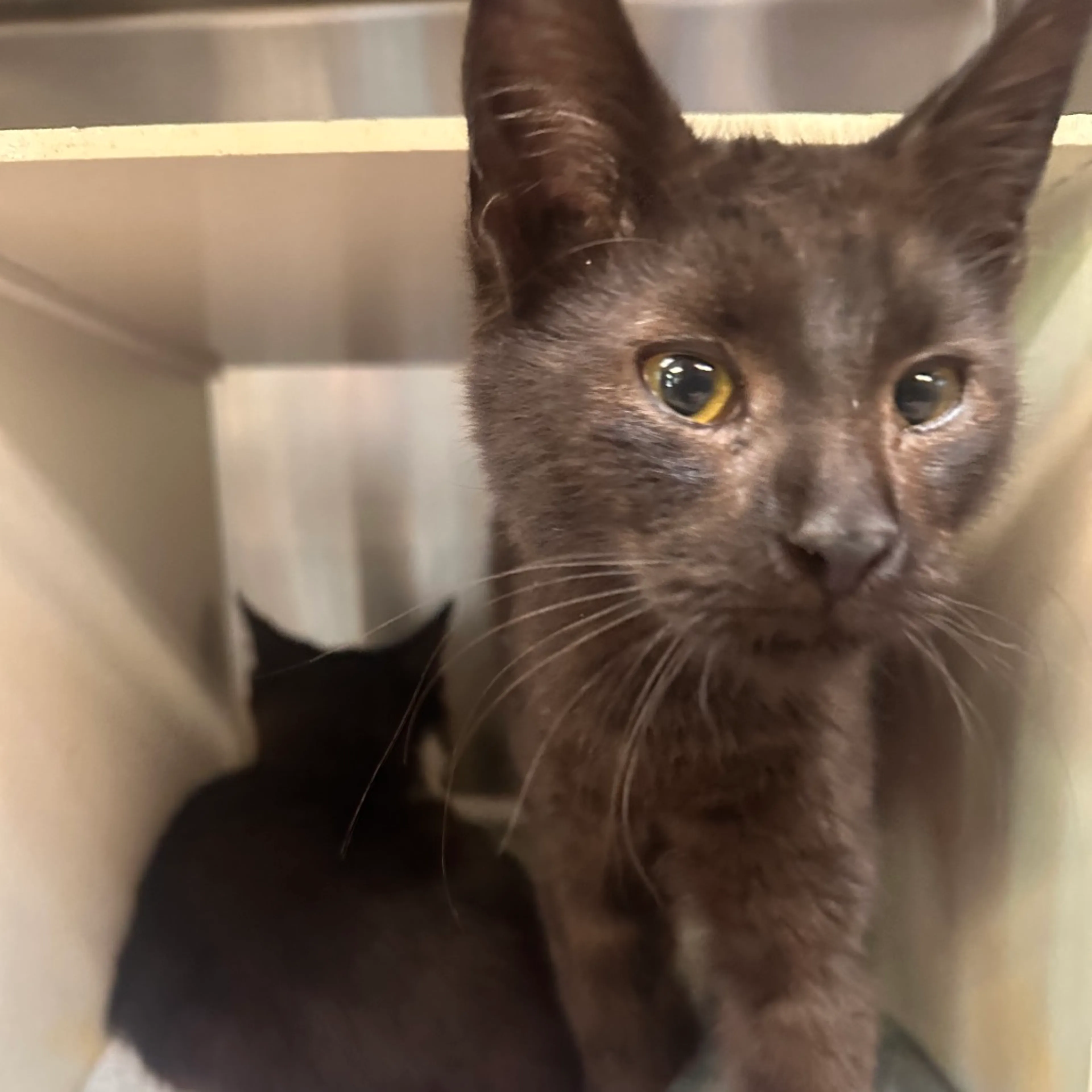 Found pet-4