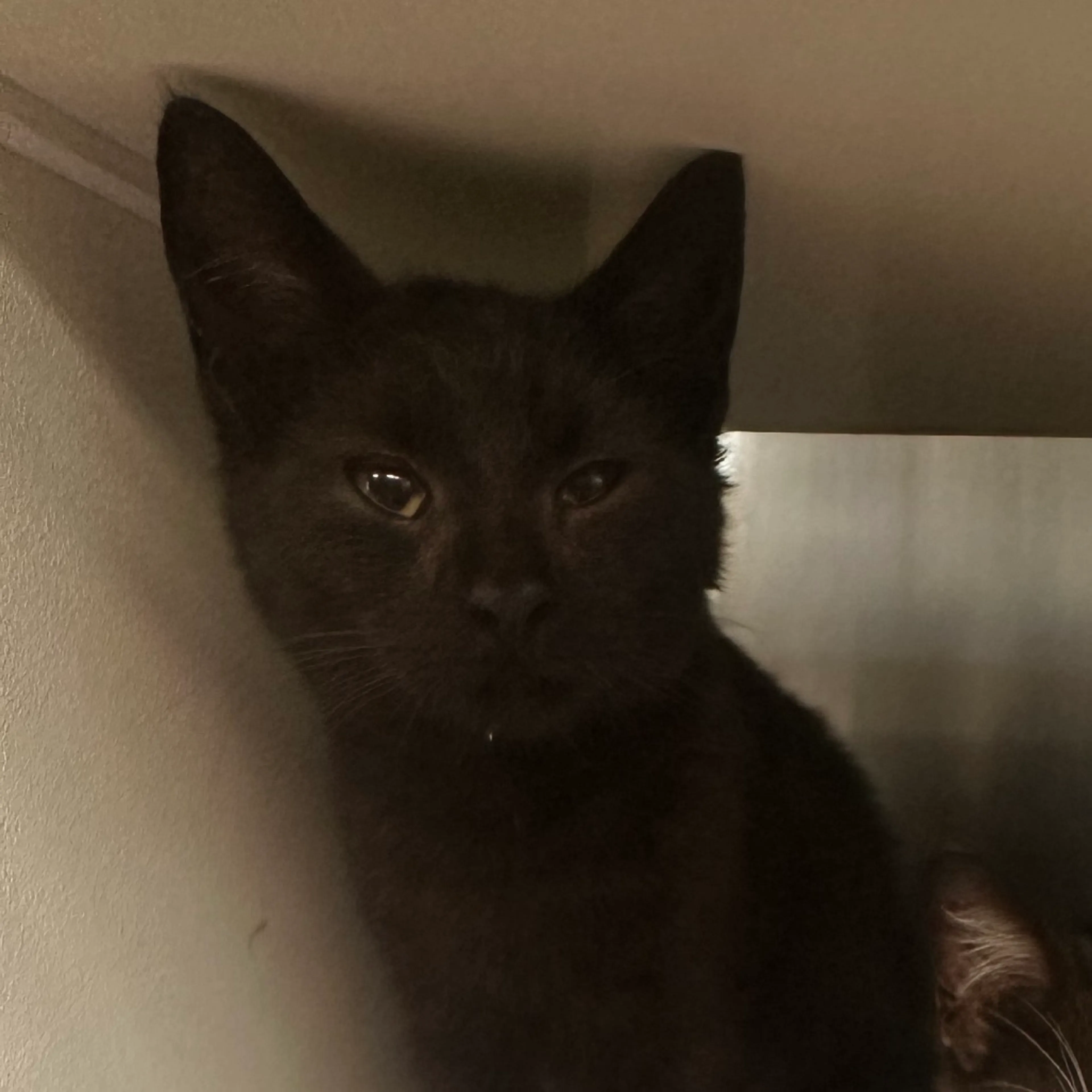 Found pet-5