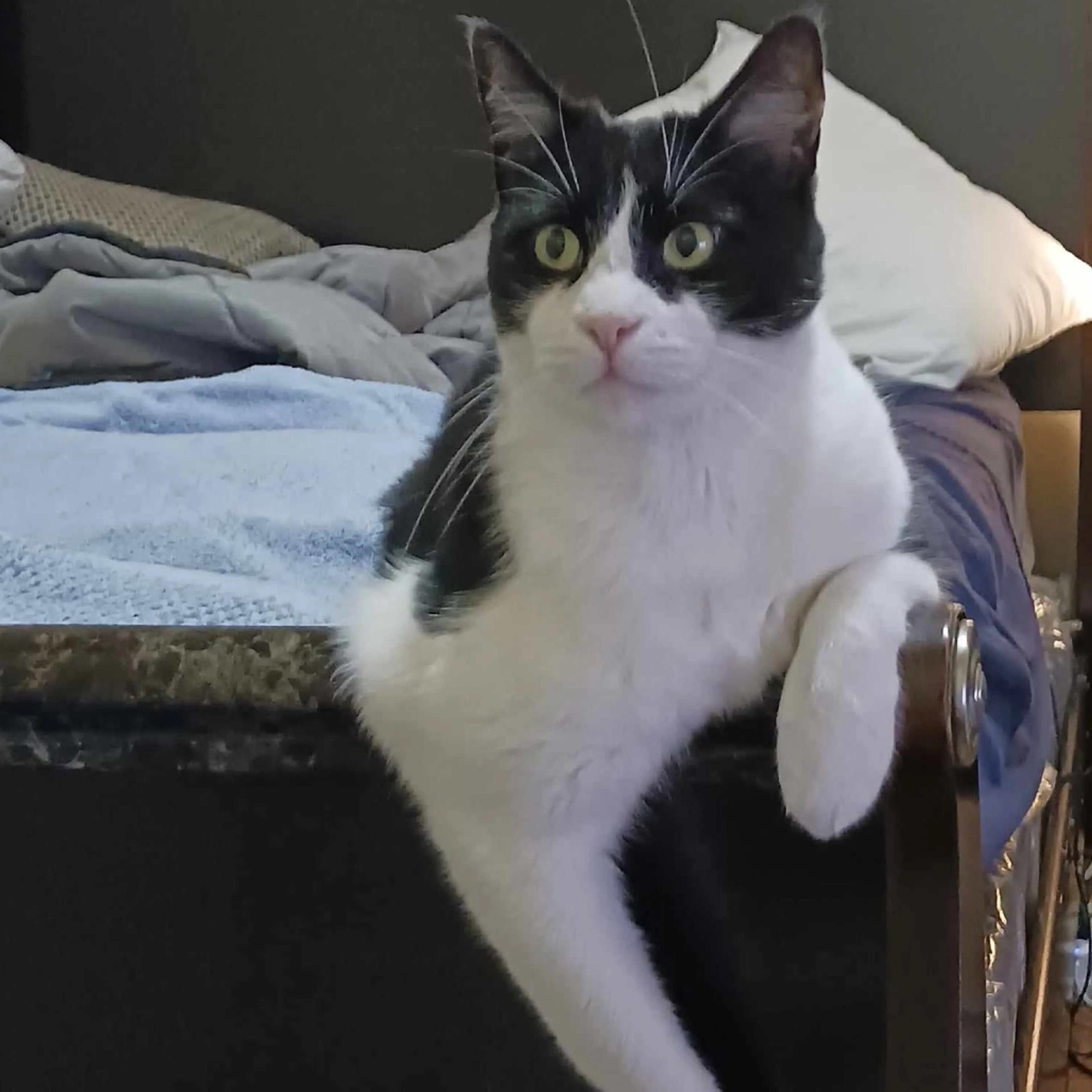 Found pet