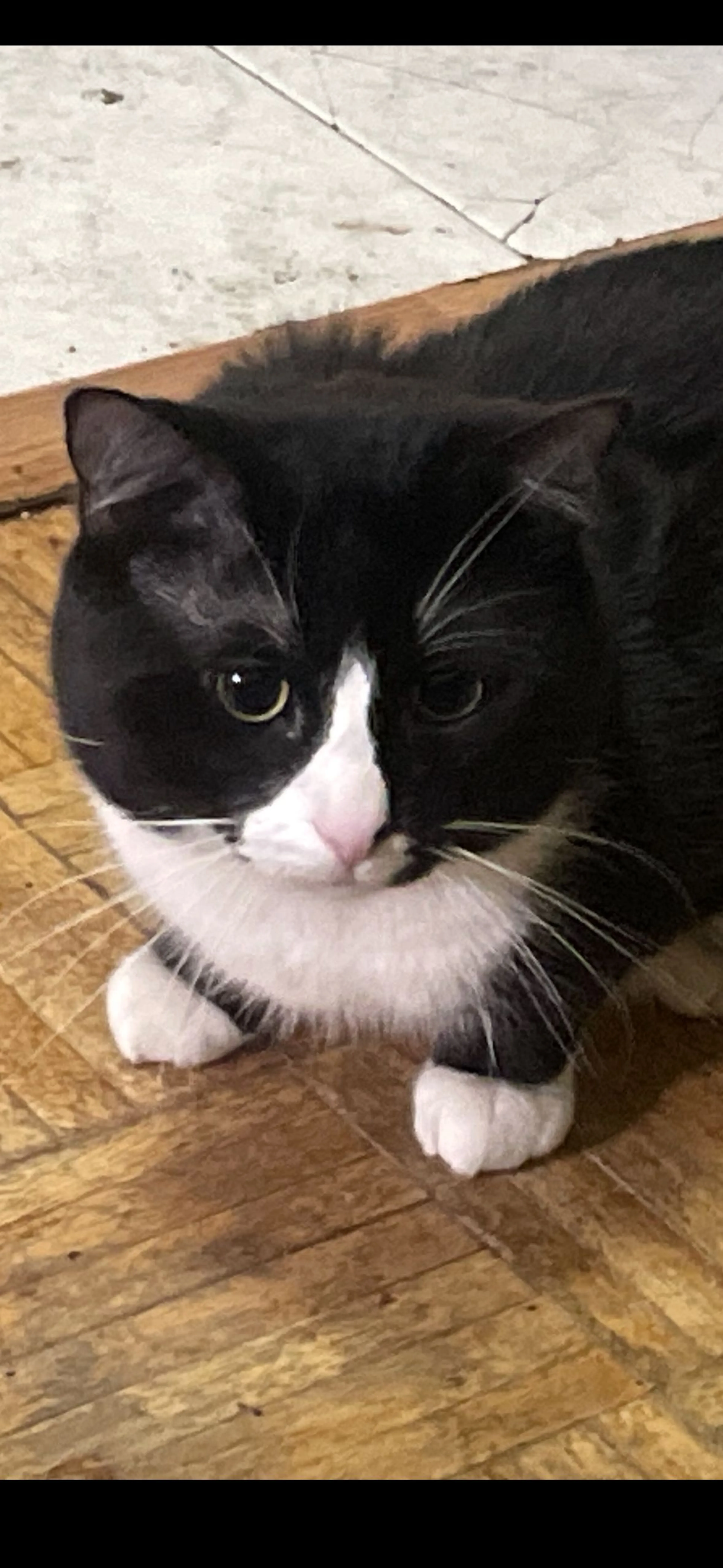 Lost pet-0