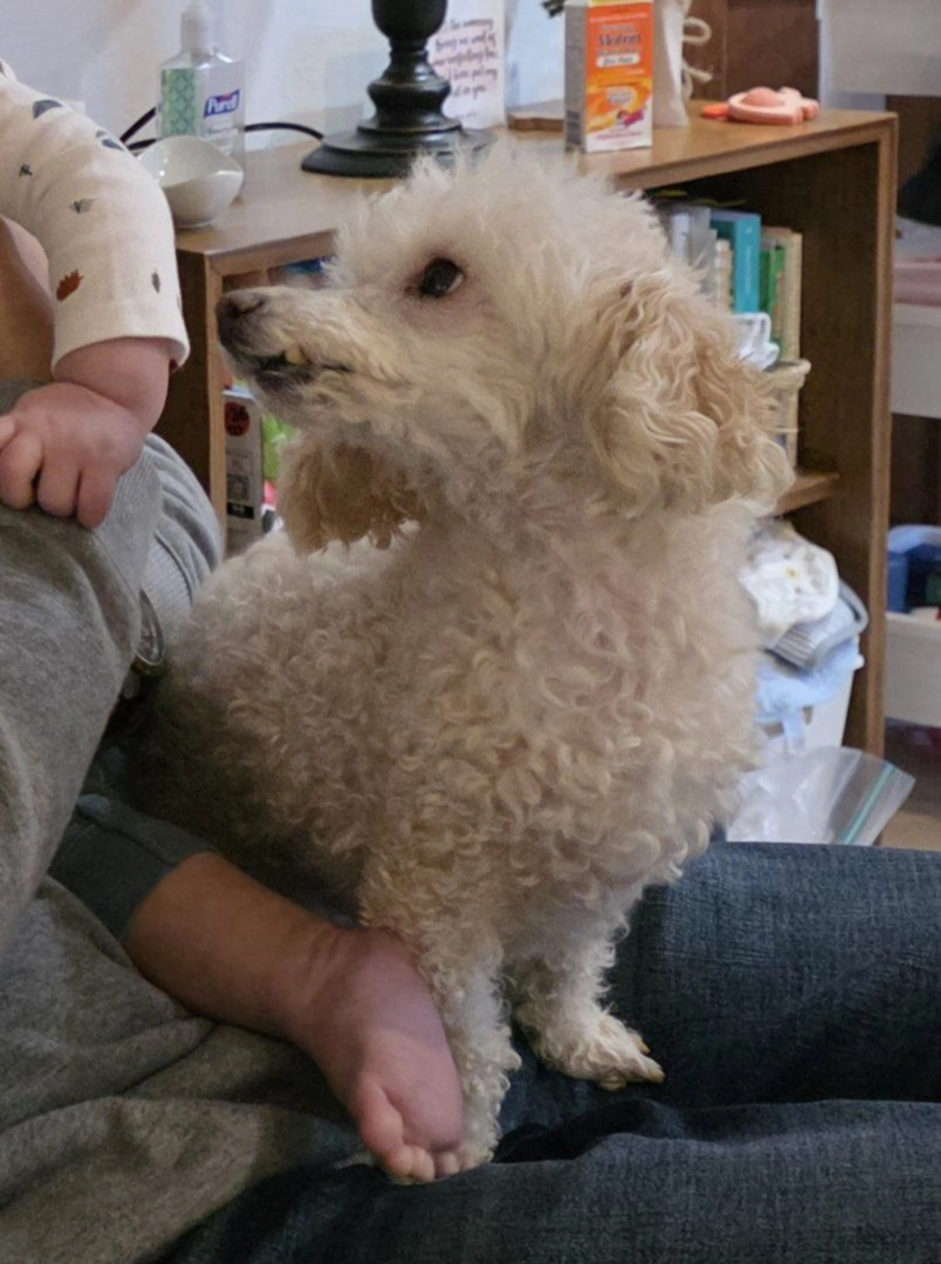 Lost pet-1