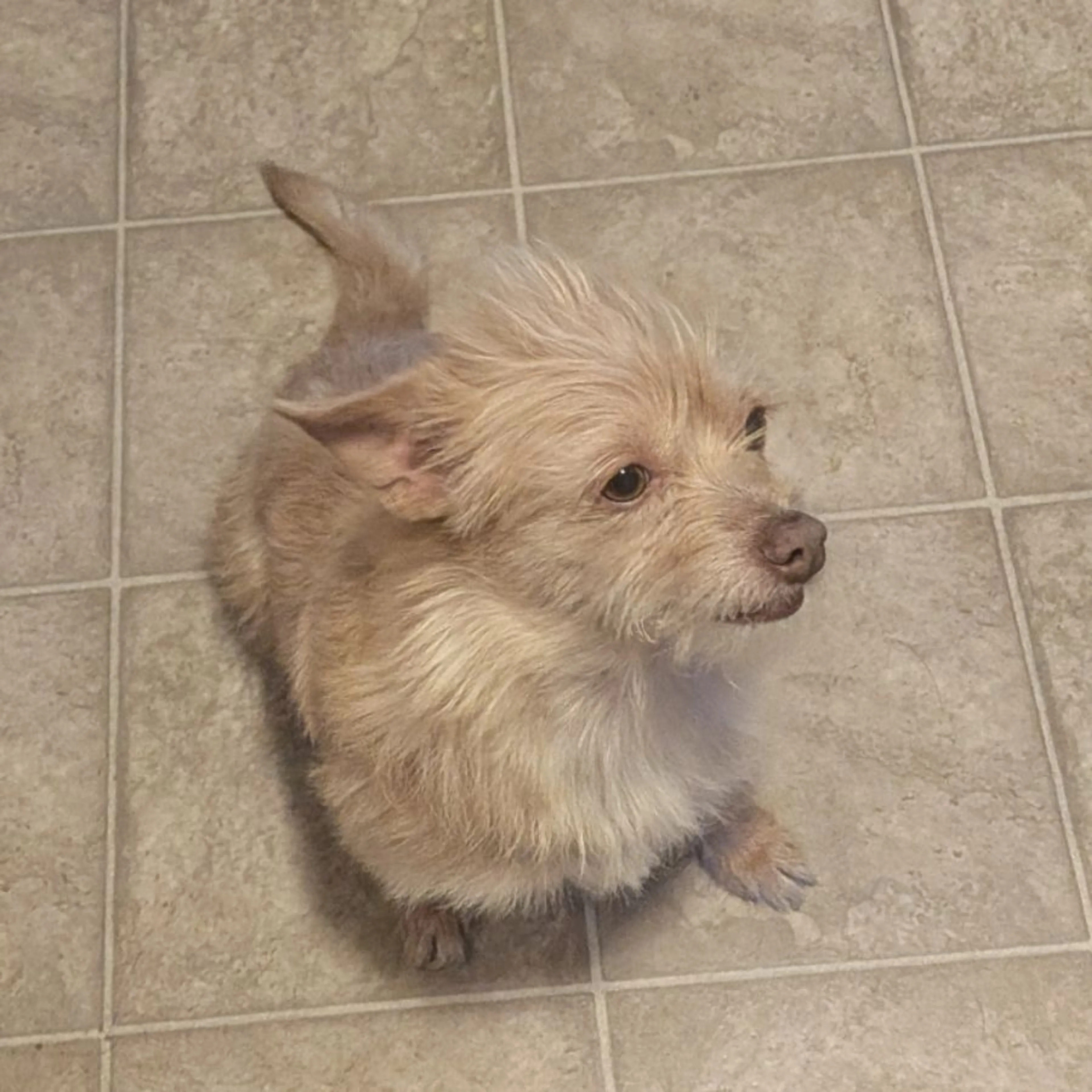 Found pet