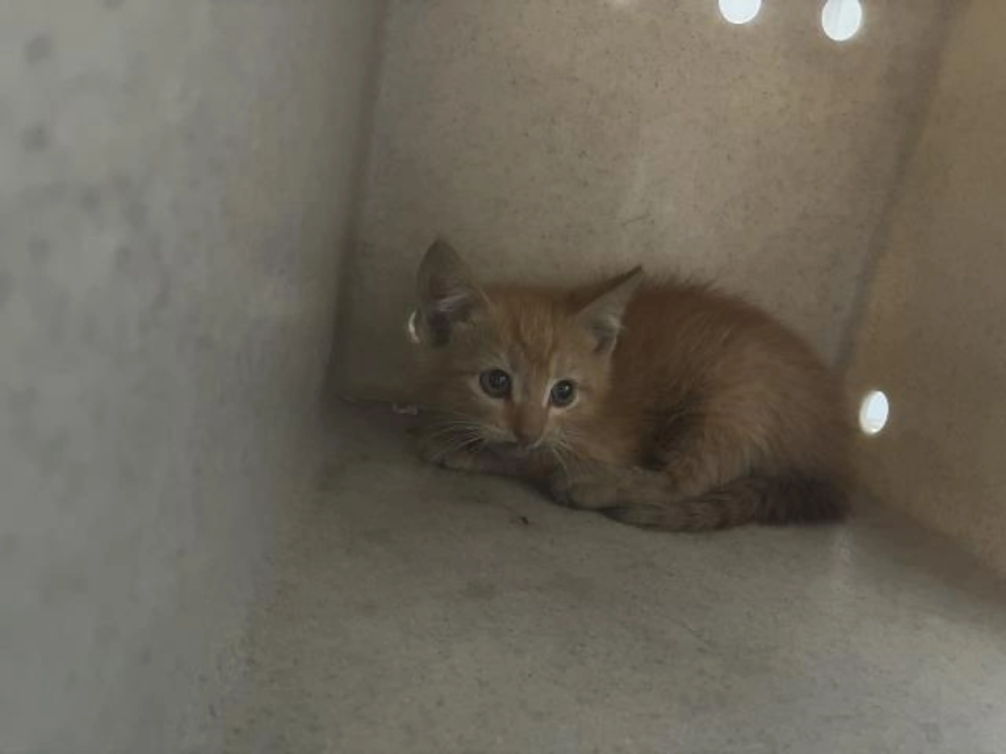 Found pet