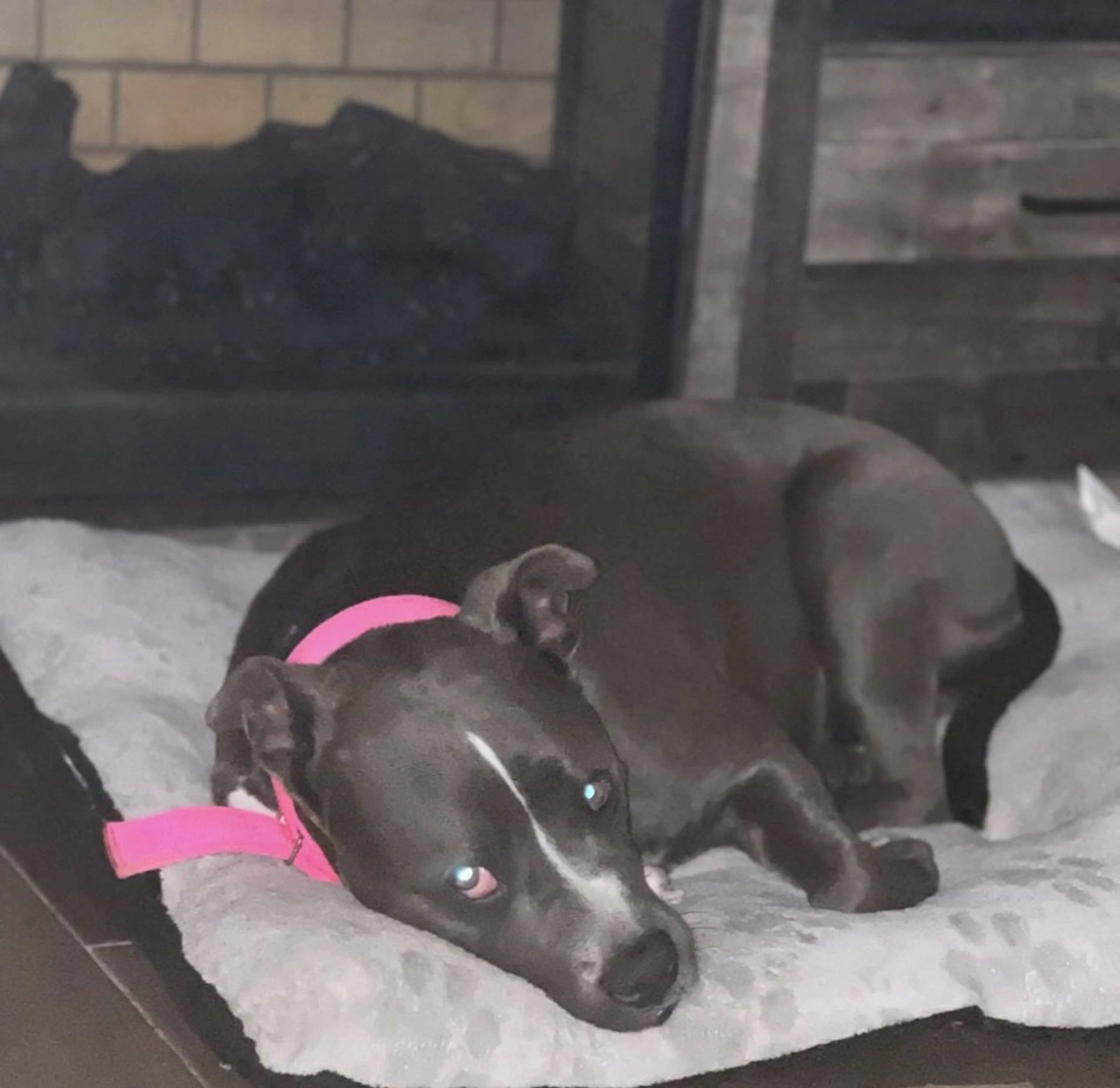 Lost pet