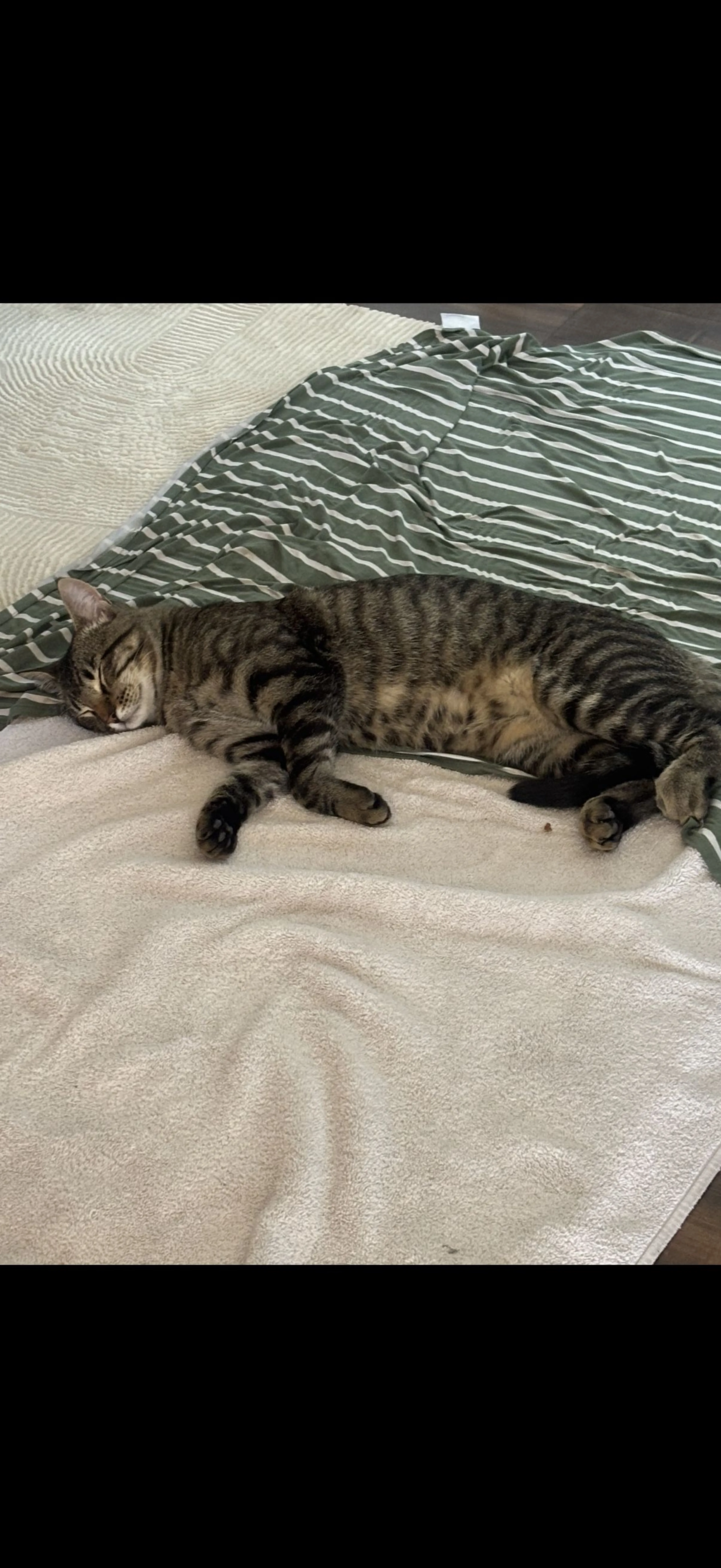 Lost pet-1